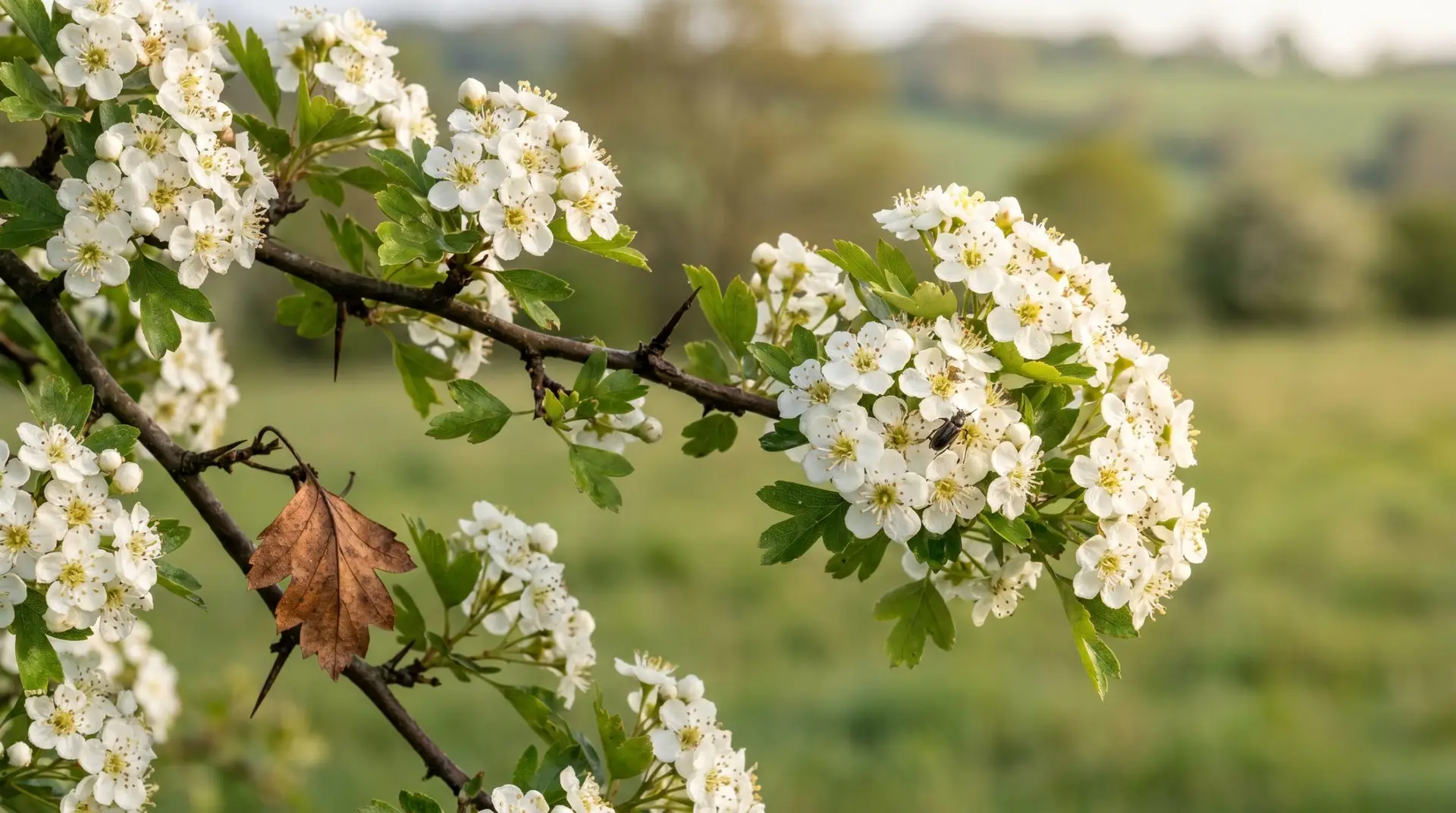 Flowering hawthorn May tree branch with dense corymbs of small white 5-petal flowers in English meadow