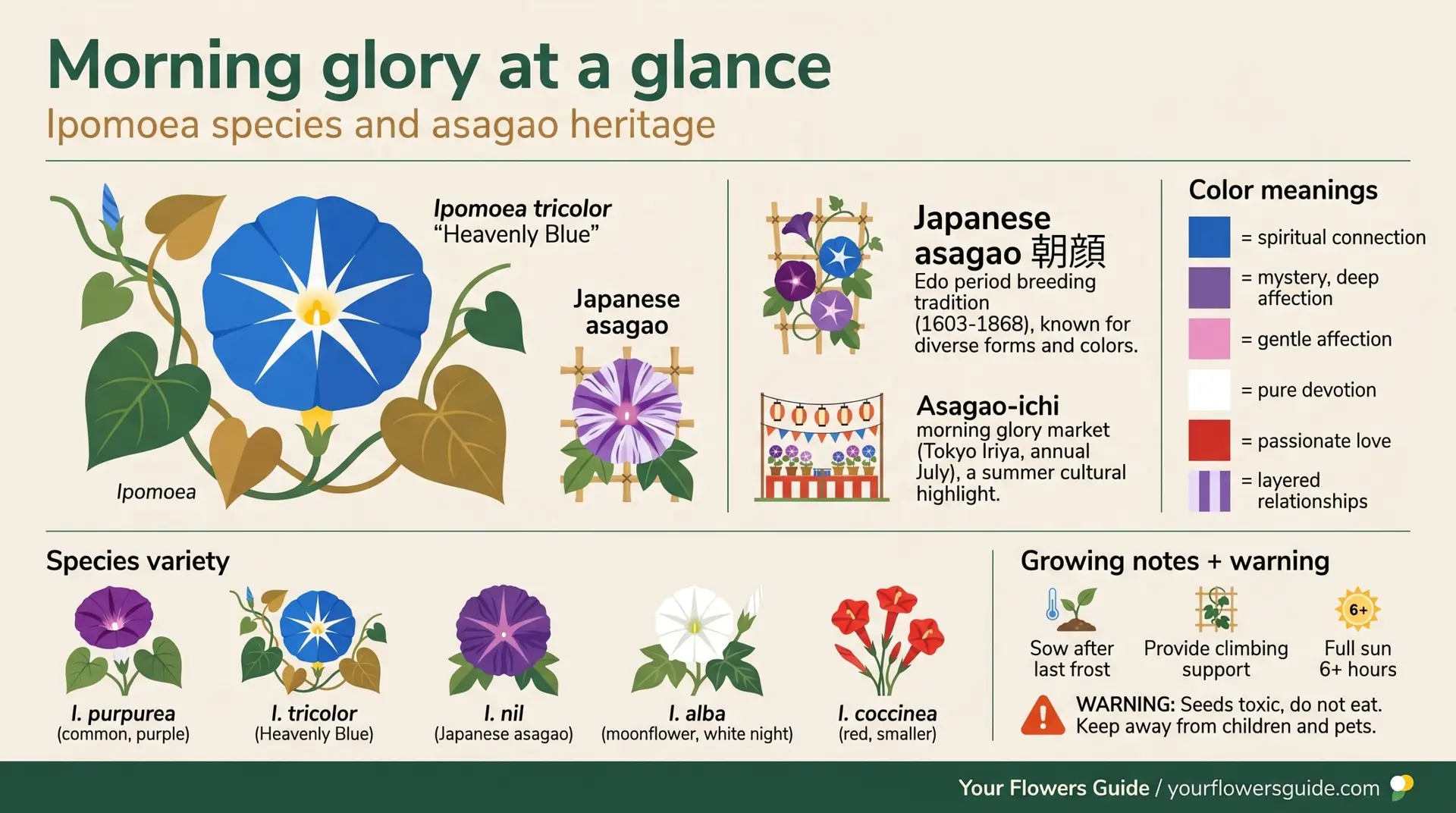 Morning glory at a glance infographic showing species Japanese asagao colors and growing notes
