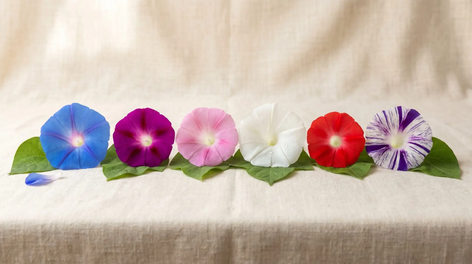 Six morning glory color varieties from blue to red and striped Japanese asagao on cream linen