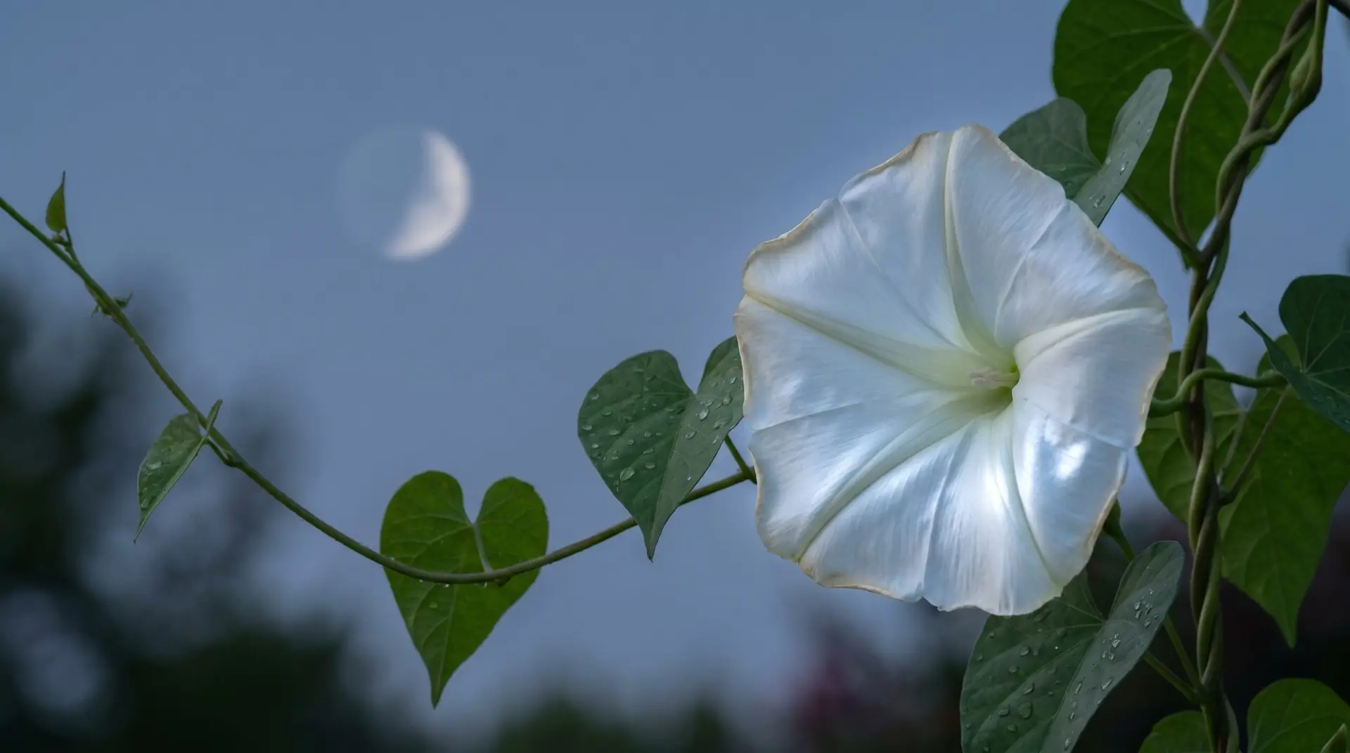 Pure white moonflower Ipomoea alba opening at twilight with faint moon in background