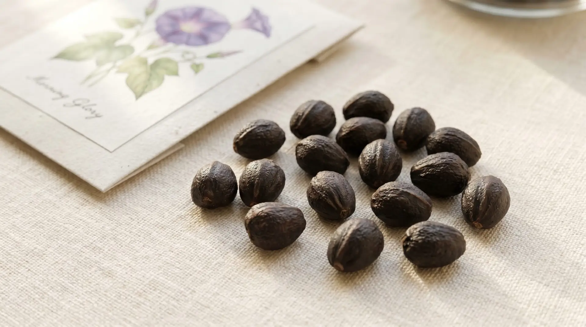 Dark brown morning glory seeds beside small simple paper seed packet on cream linen