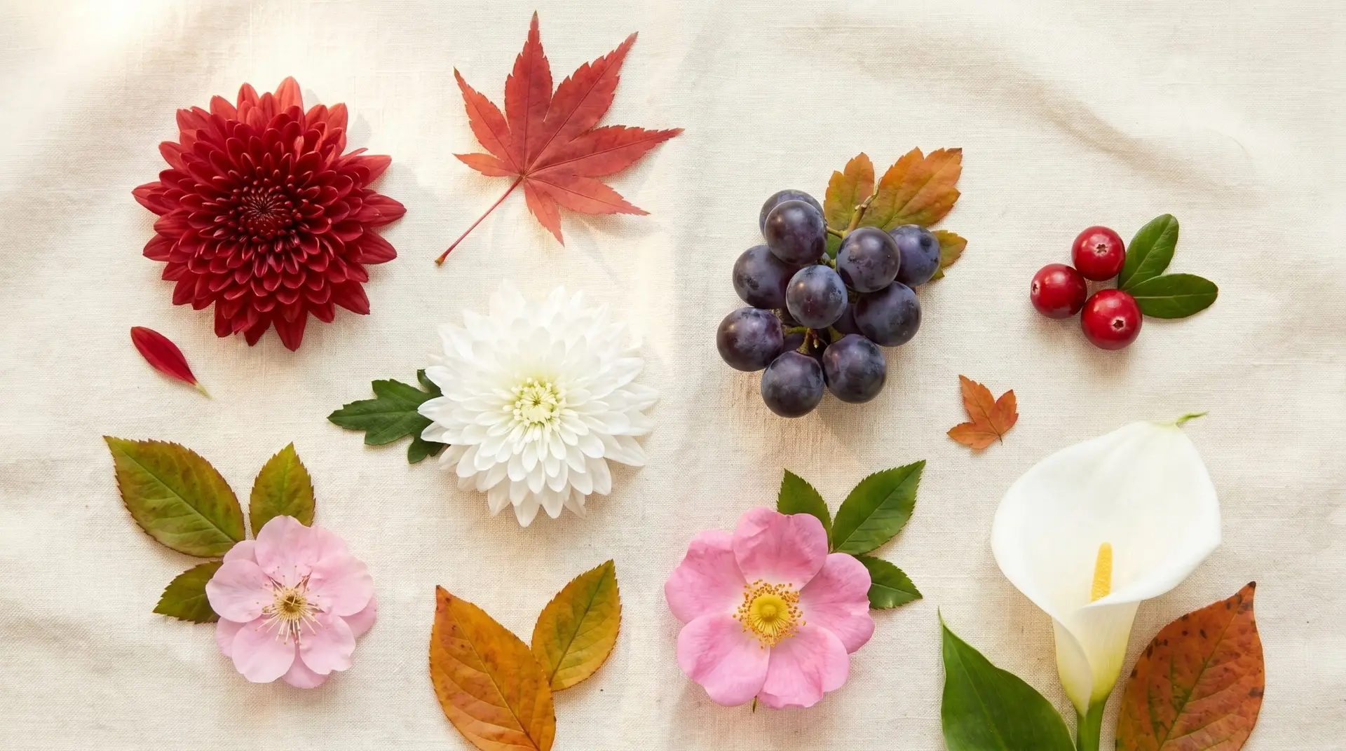 Korean October birth flower variety flat-lay with camellia chrysanthemum aster and ginkgo
