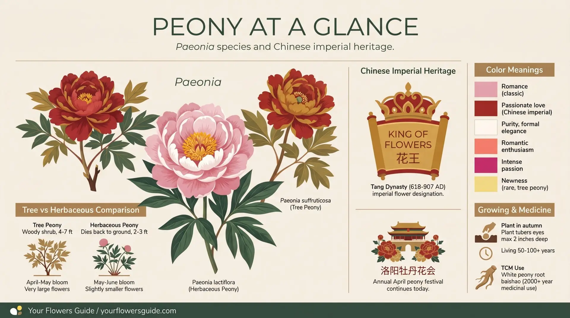 Peony at a glance infographic showing species Chinese imperial heritage colors tree vs herbaceous
