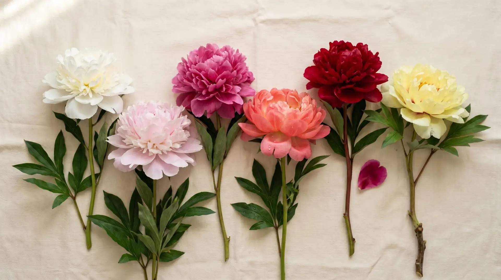 Six peony color varieties from white to red and yellow arranged for botanical color reference