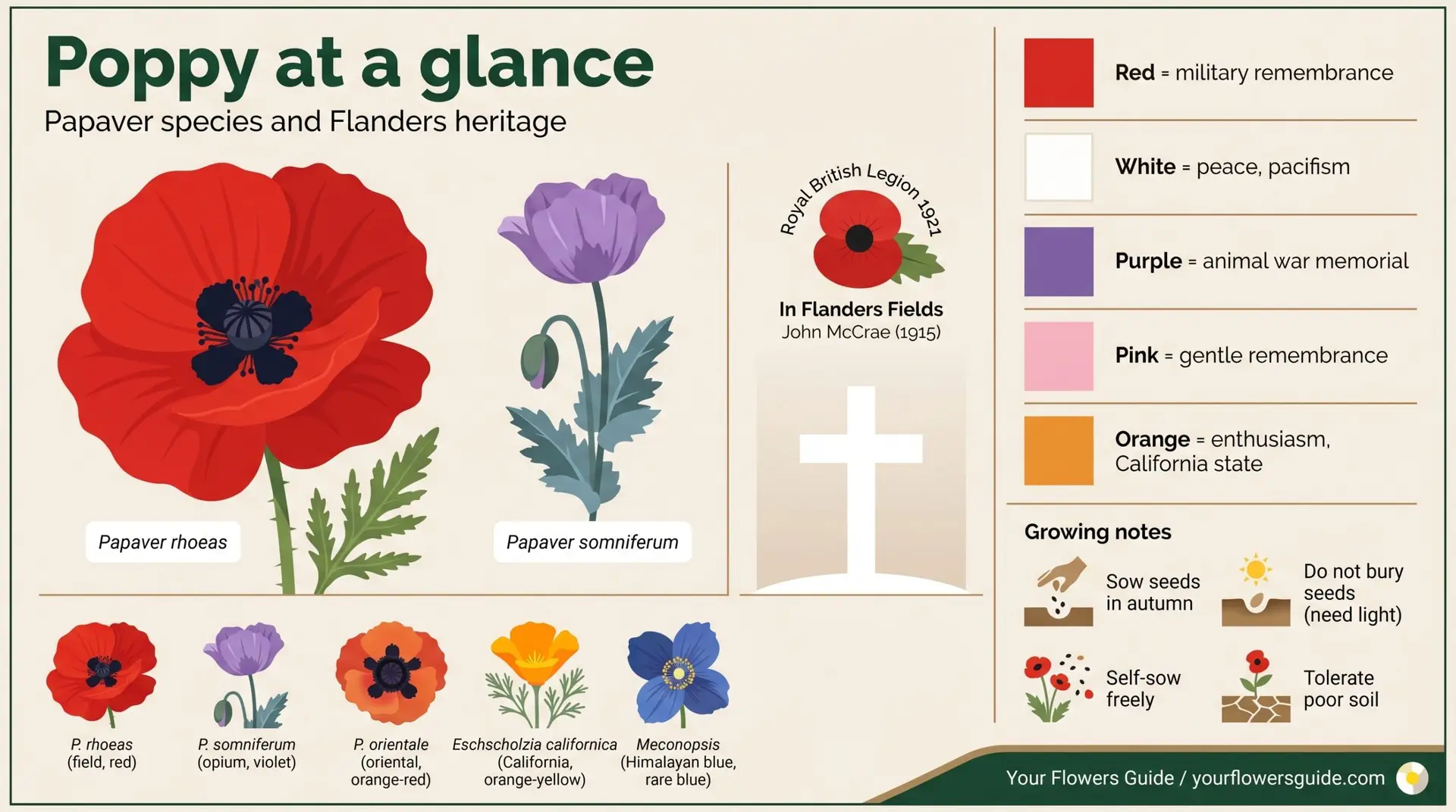 Poppy at a glance infographic showing species WW1 remembrance color meanings and growing notes