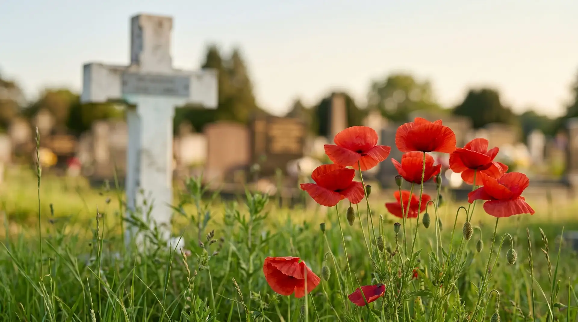 Red field poppies in front of small white memorial cross in Flanders battlefield context