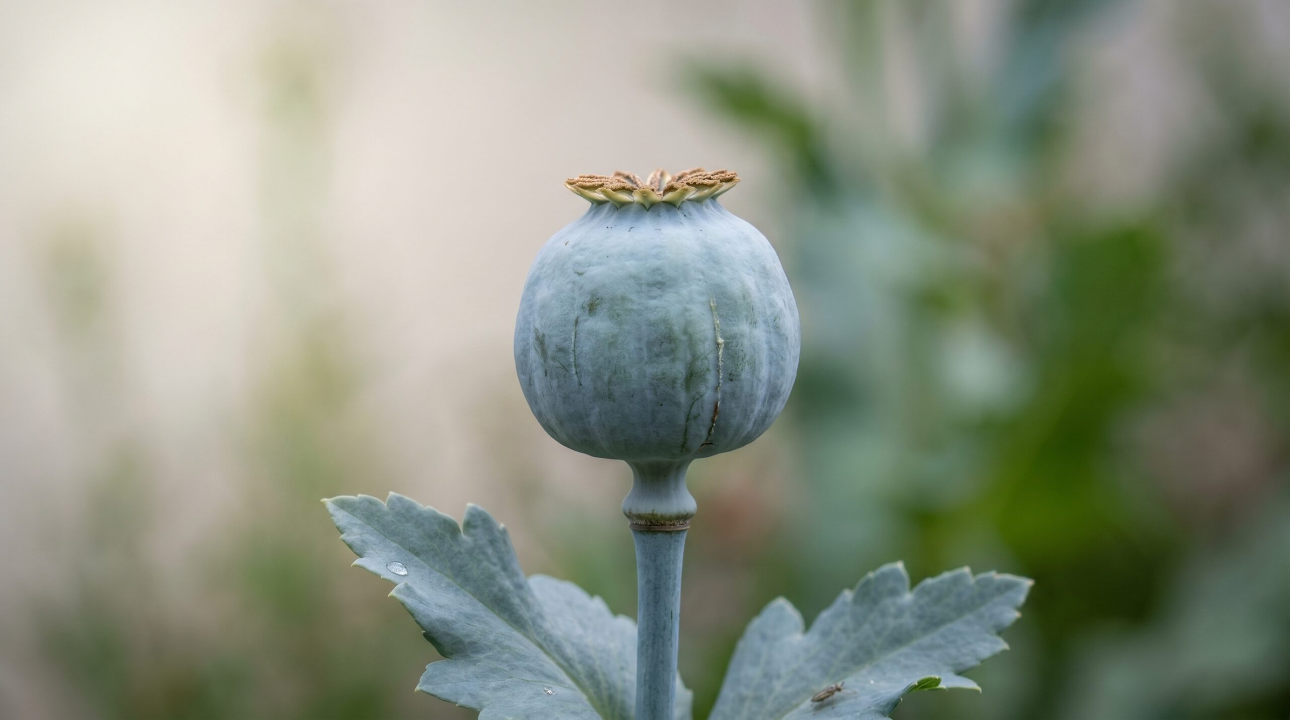 Blue-grey opium poppy seed capsule Papaver somniferum with characteristic ridged structure