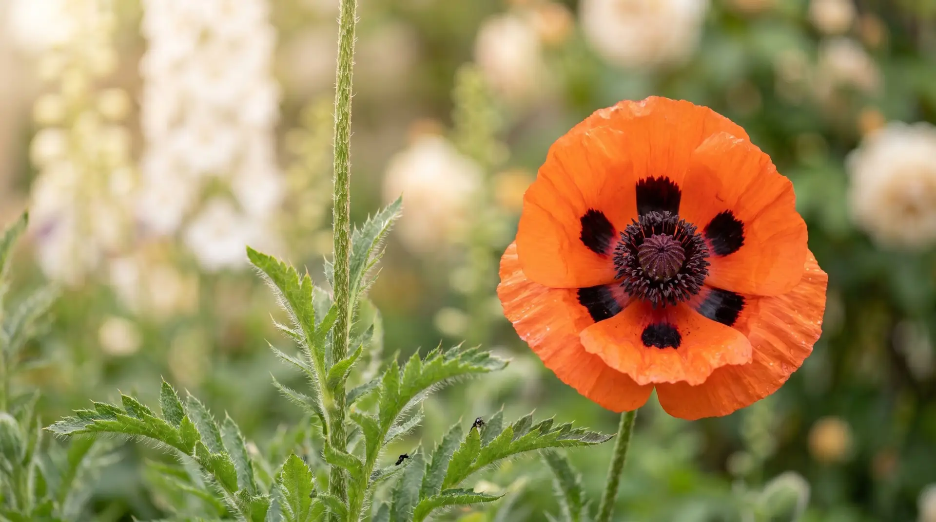 Brilliant orange-red oriental poppy Papaver orientale with prominent black blotches in spring garden