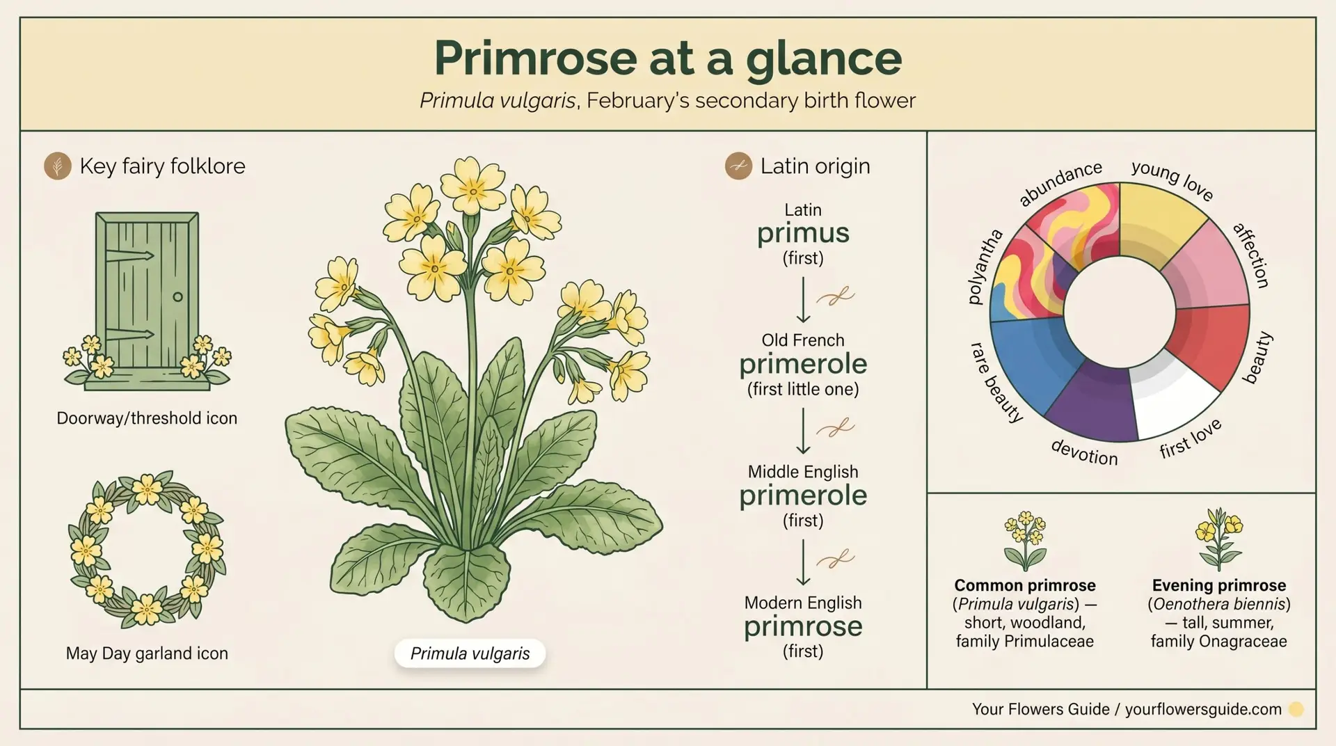 Primrose at a glance infographic showing botany, etymology, color wheel, fairy folklore, and disambiguation