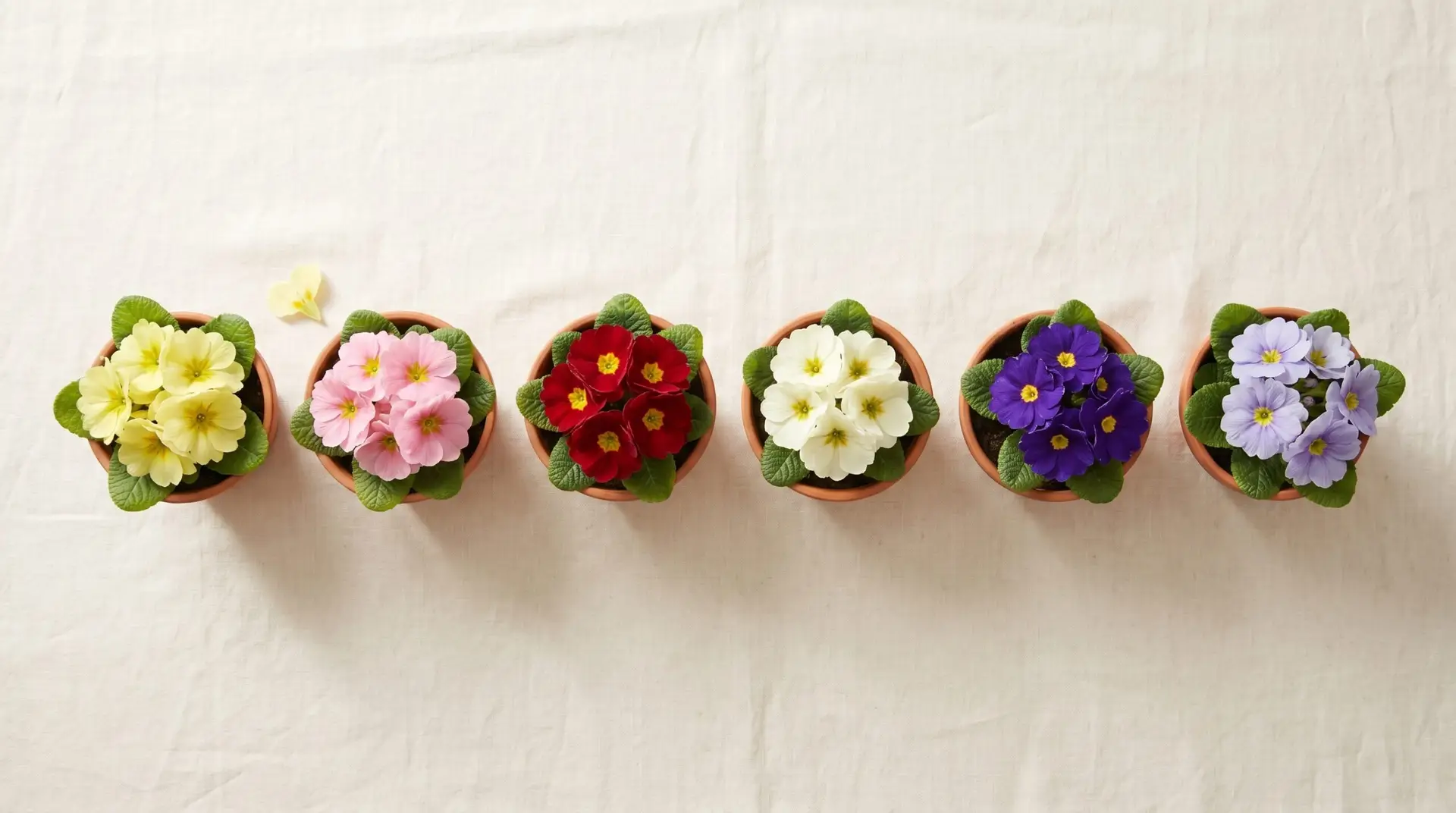 Six potted primroses in row showing modern color range: yellow, pink, red, white, purple, and pale blue