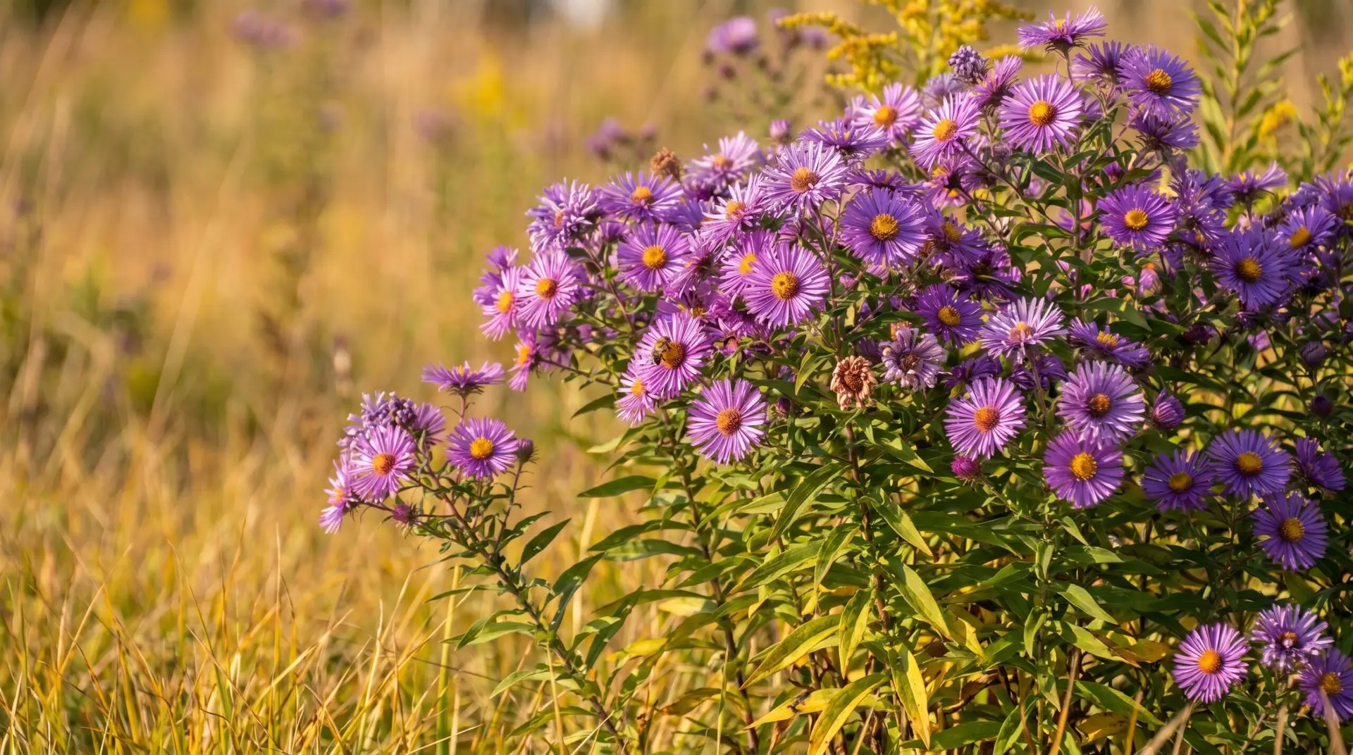 Dense cluster of deep purple and lavender asters in full bloom in autumn meadow as September birth flower