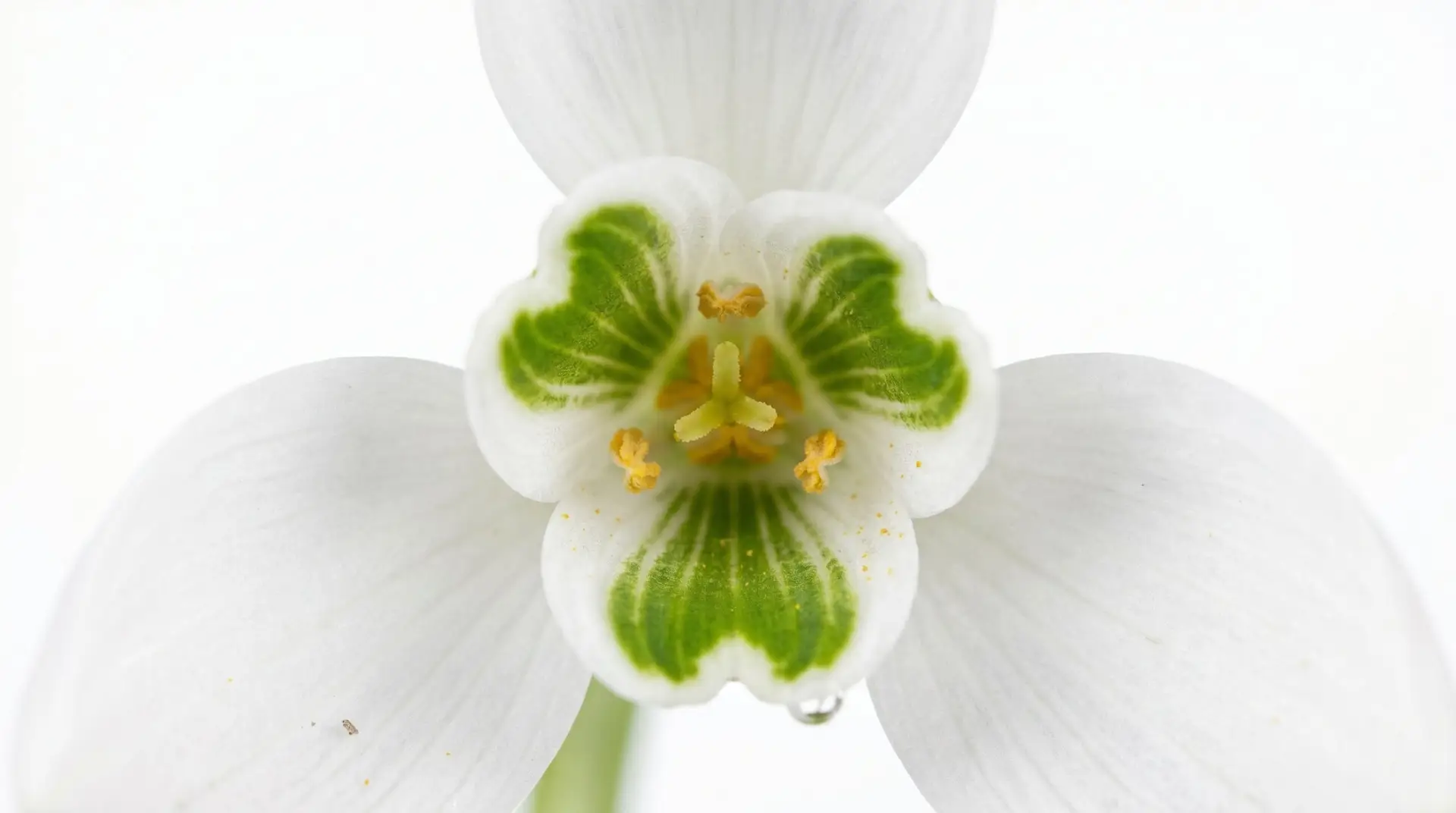 Macro close-up of snowdrop bloom showing characteristic green markings on the inner tepals