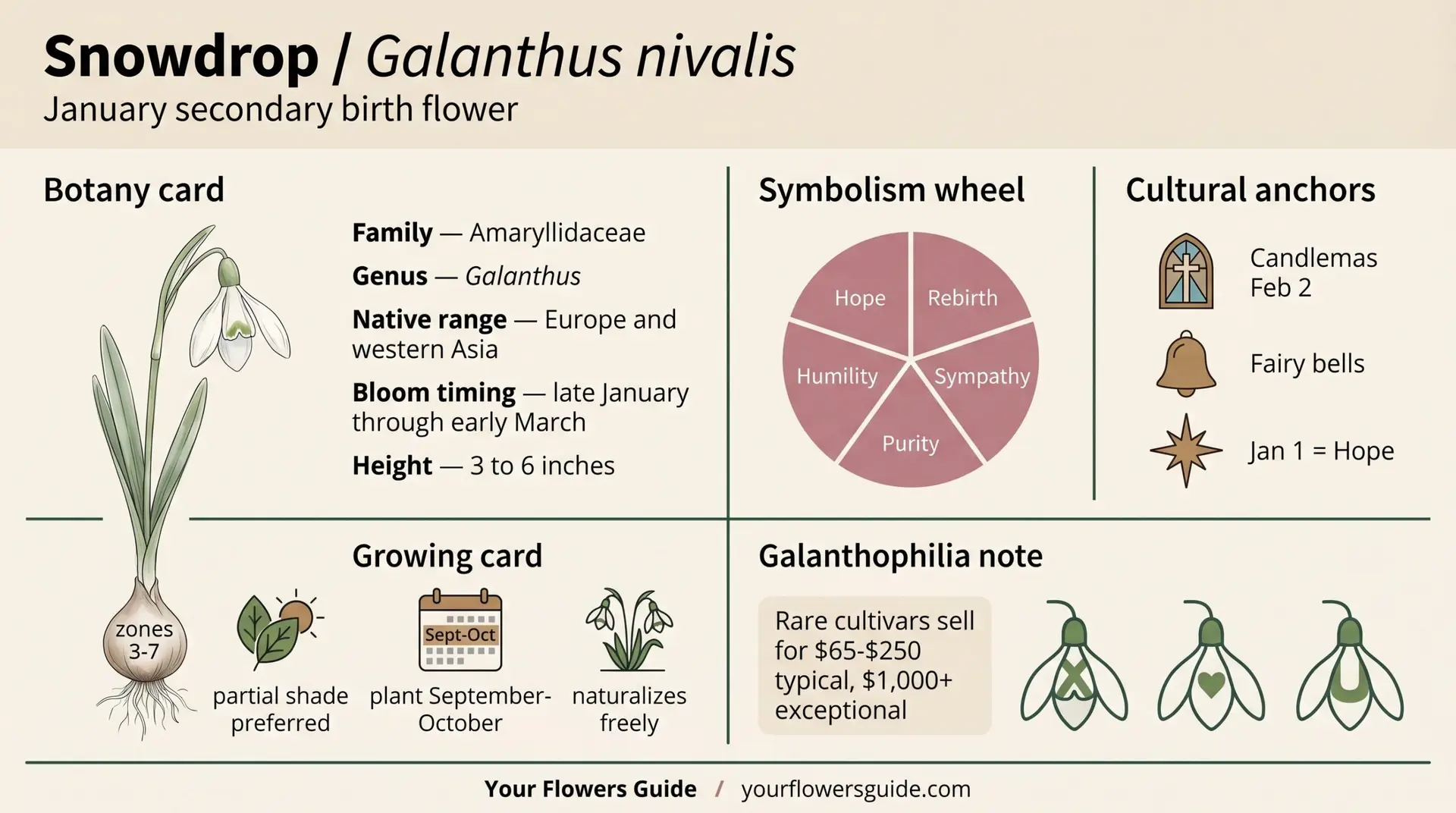 Snowdrop quick reference infographic showing botany, symbolism, cultural anchors, and growing info