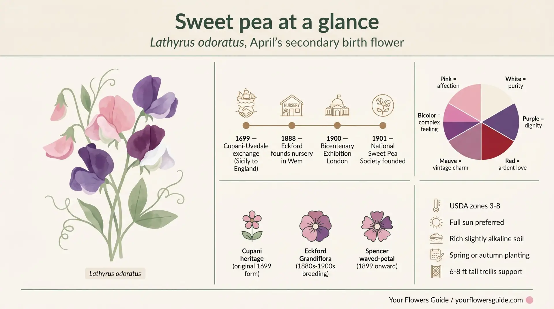 Sweet pea at a glance infographic showing botany cultivation timeline color wheel and growing essentials