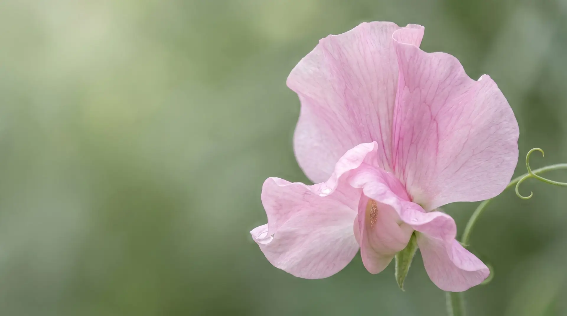 Single Spencer-type sweet pea with characteristic frilled or waved petal edge in pale pink