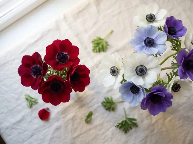 Anemone meaning, from anticipation and protection to forsaken love