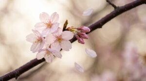 Cherry blossom meaning, from sakura and the brevity of life to love and tattoos