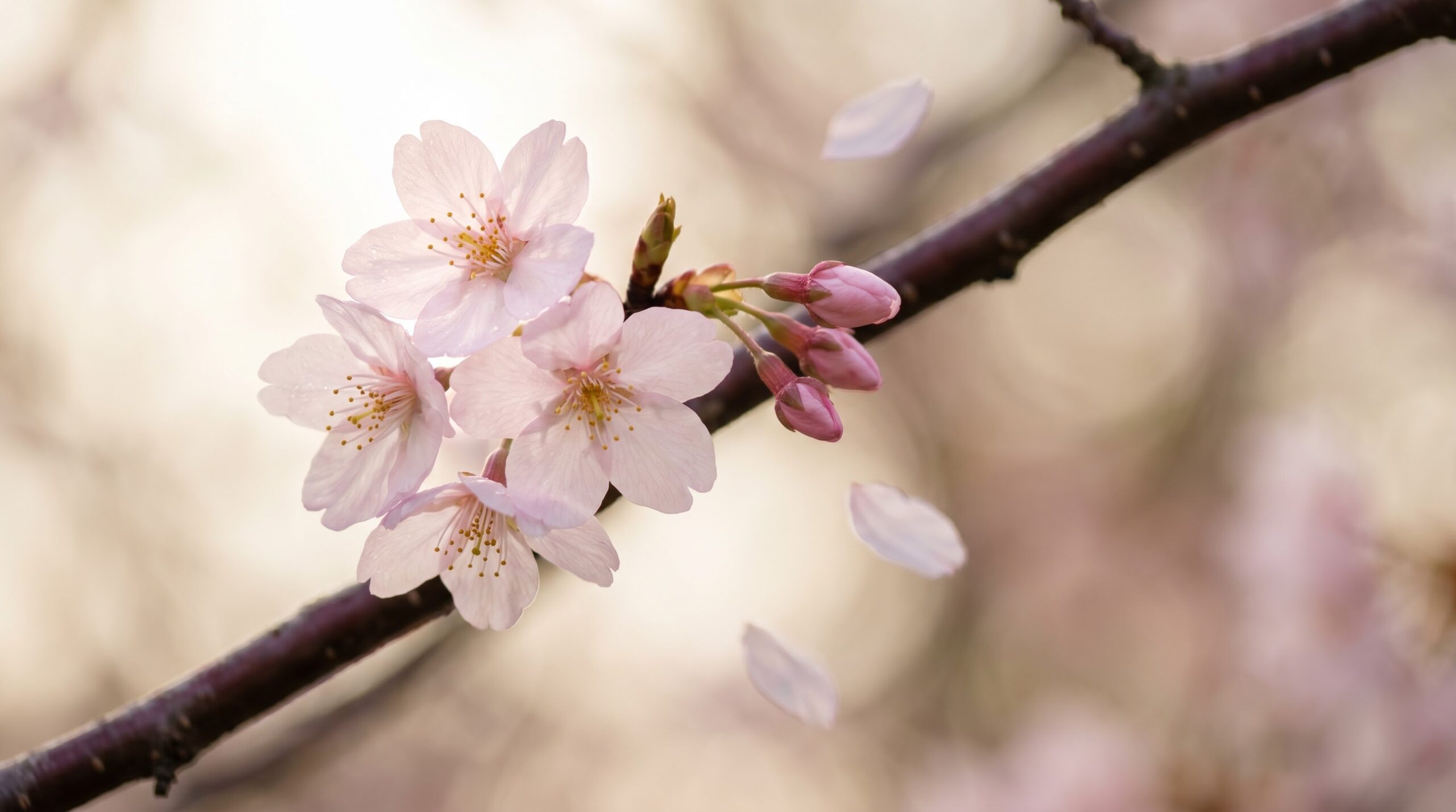 Pale pink cherry blossom flowers in close-up on a dark branch in spring light