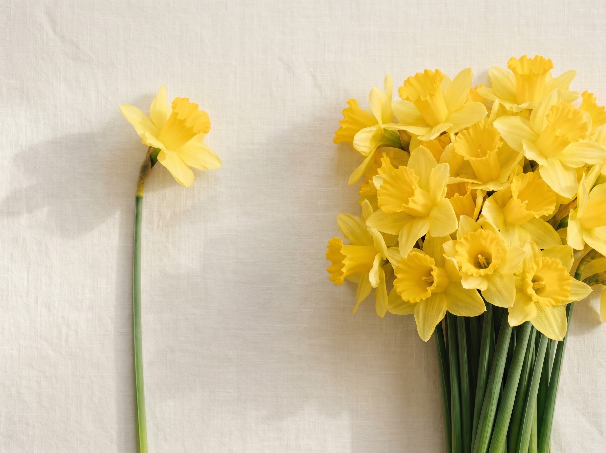 Single daffodil stem beside a full bunch, the superstition that one warns and many bring joy