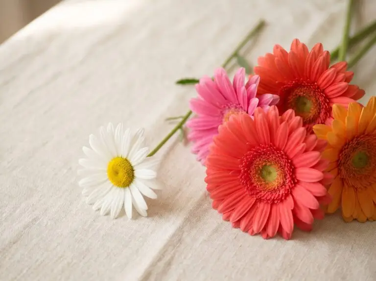 Daisy meaning, from innocence and new beginnings to he loves me, he loves me not