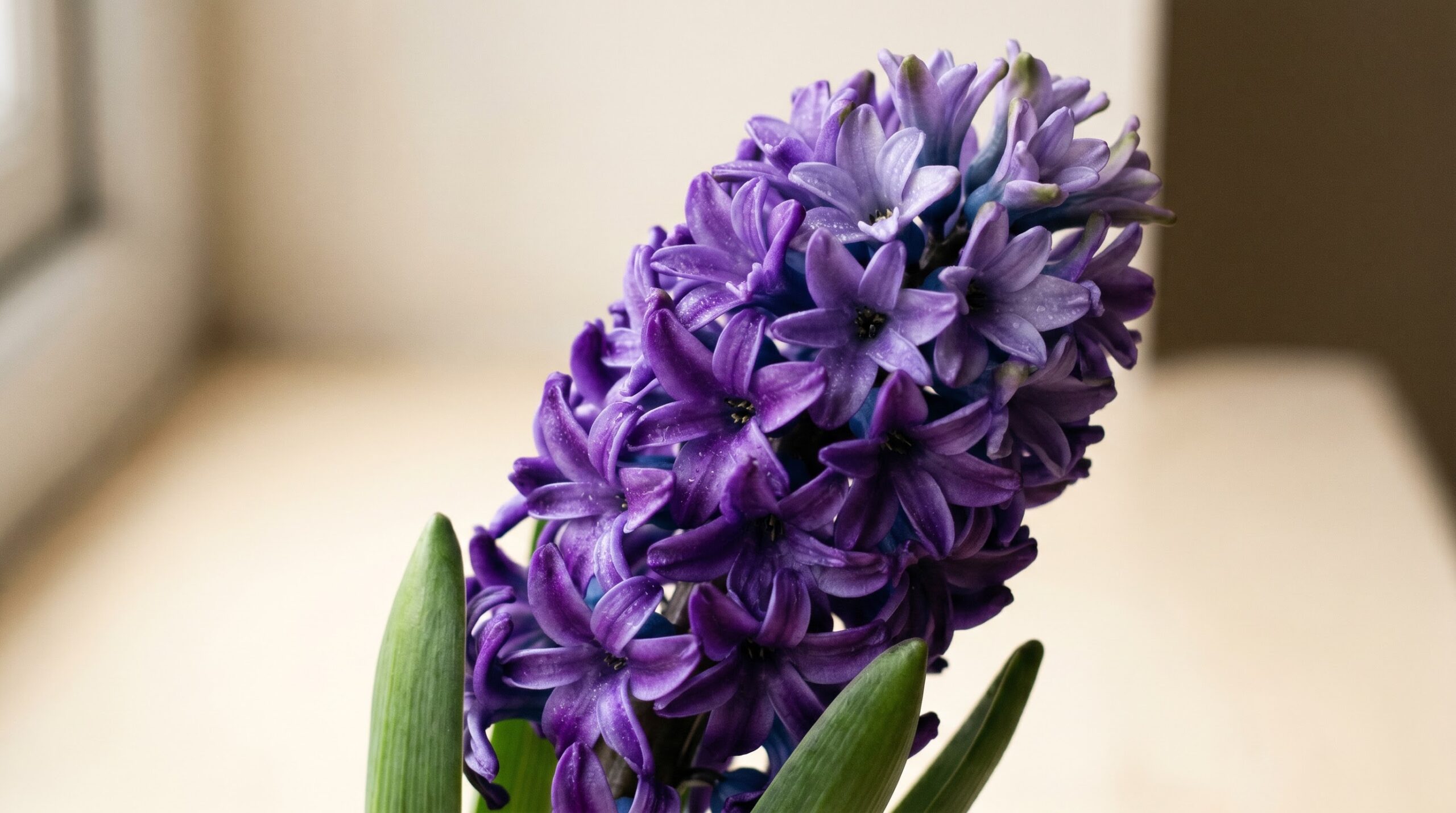 Close-up of a purple hyacinth spike, the colour traditionally meaning apology and sorrow