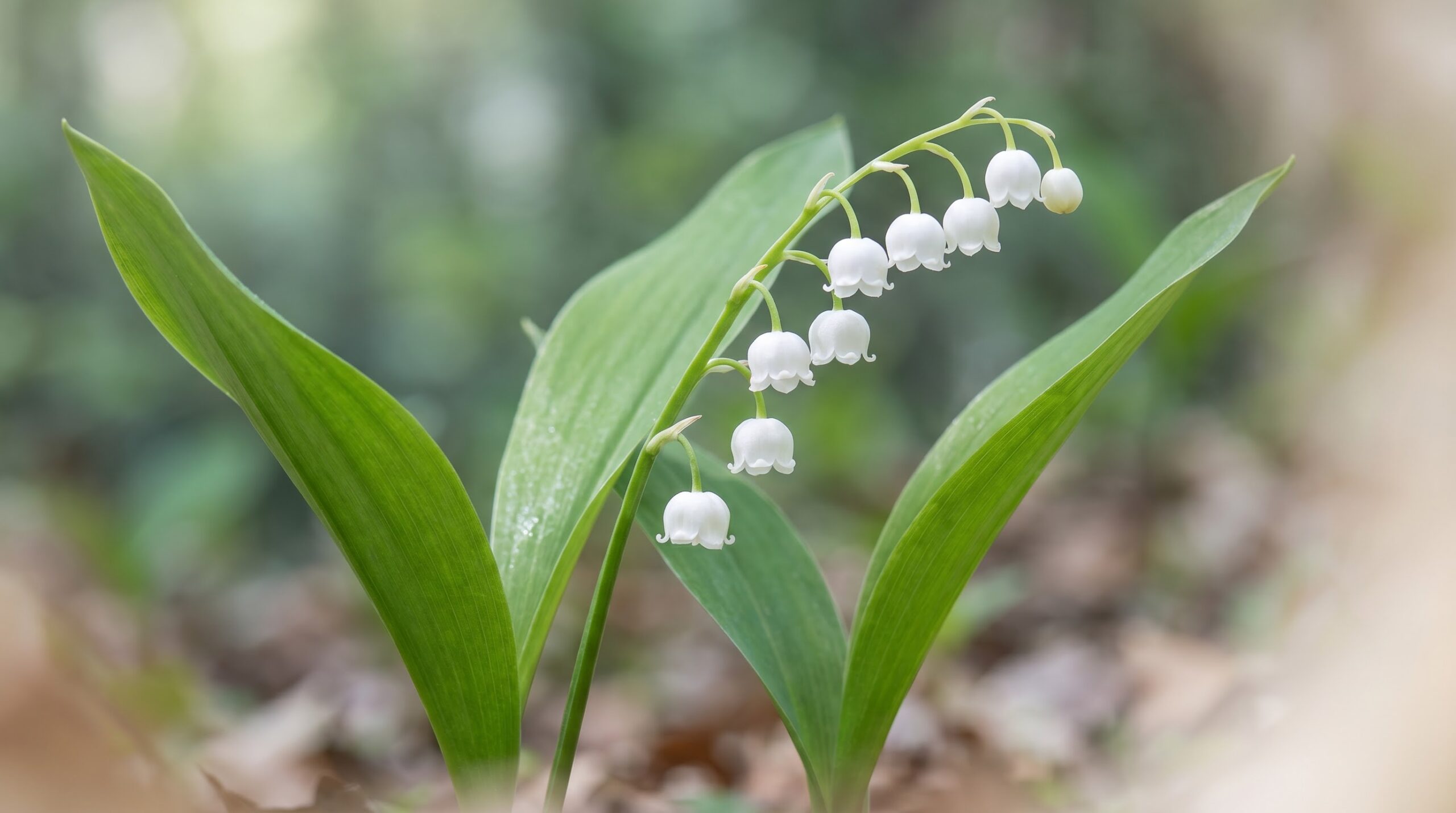 Lily of the valley stem with tiny white nodding bell flowers in spring shade