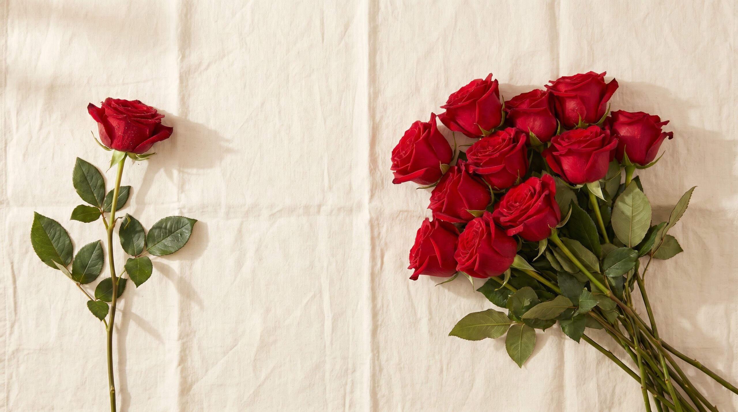 Single red rose beside a full dozen, showing how the number of roses scales meaning