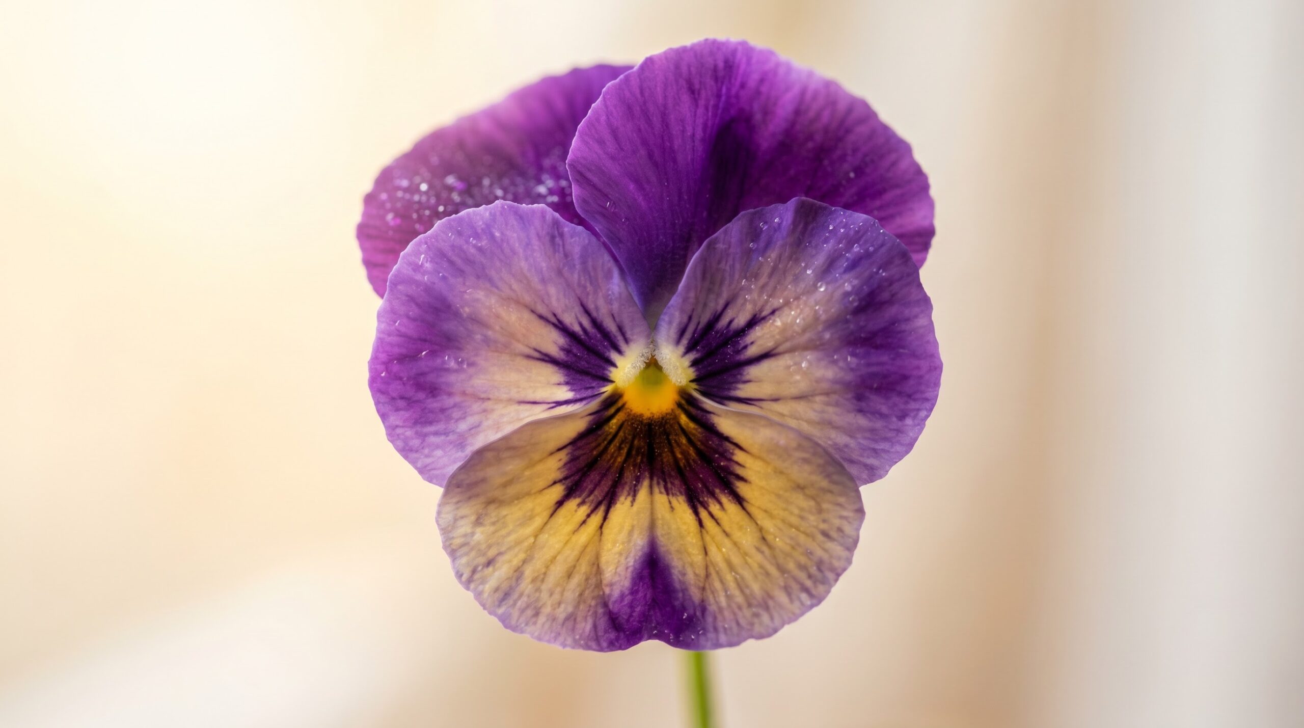 Close-up of a single pansy flower face with dark center blotch in soft daylight
