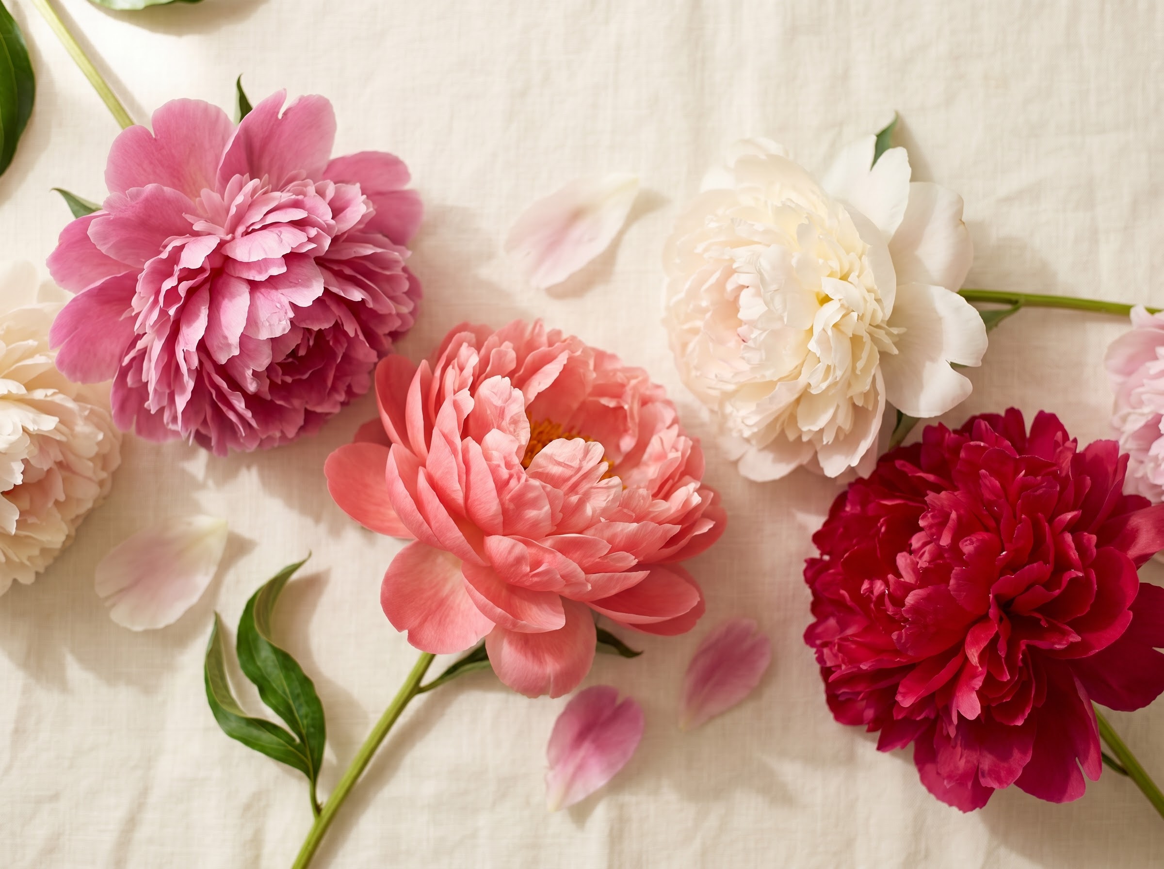 Blush, coral, white and crimson peony blooms together showing the flower's abundance and fullness