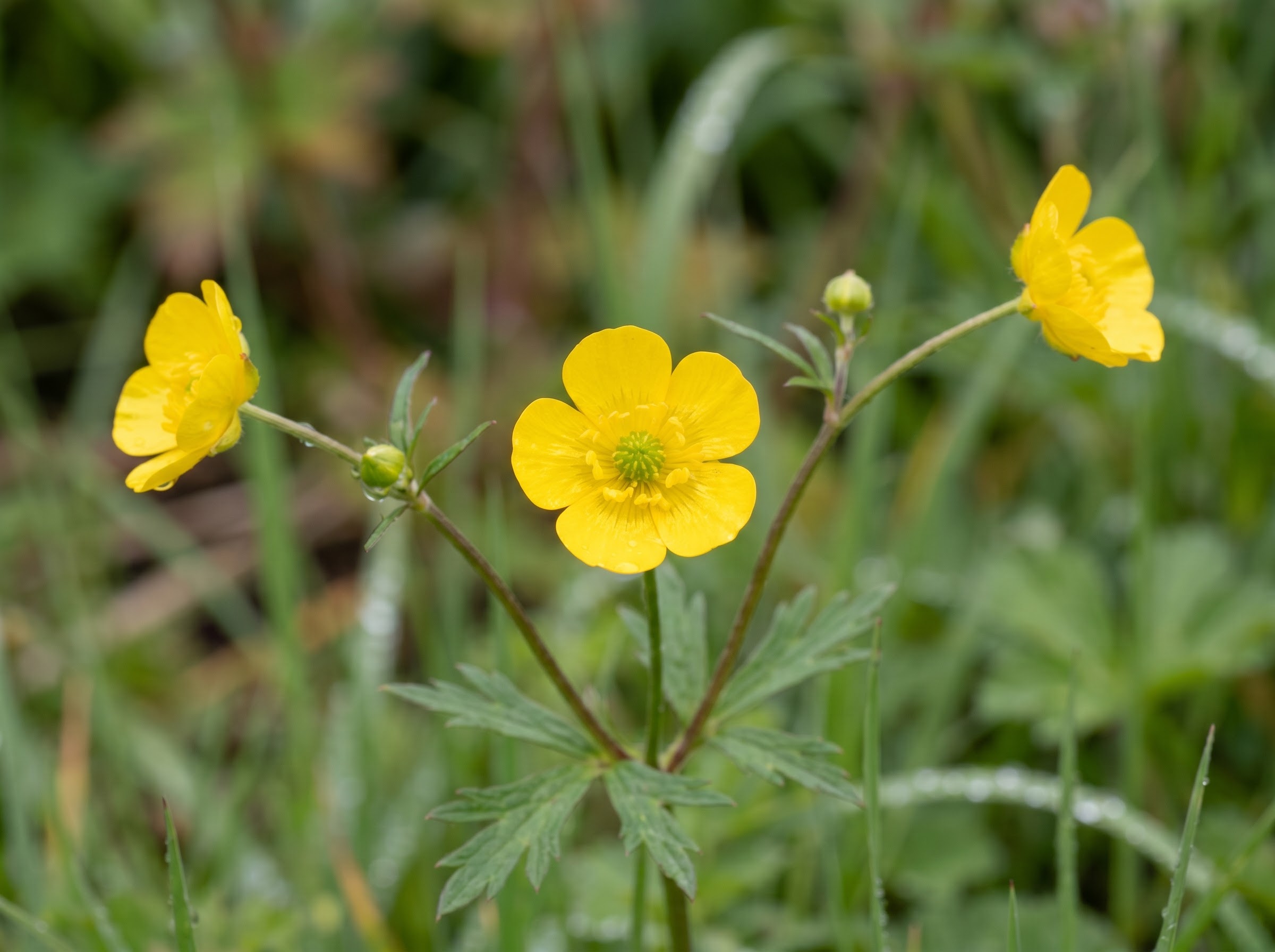 Glossy golden buttercup flowers blooming on slender stems in a sunlit meadow garden
