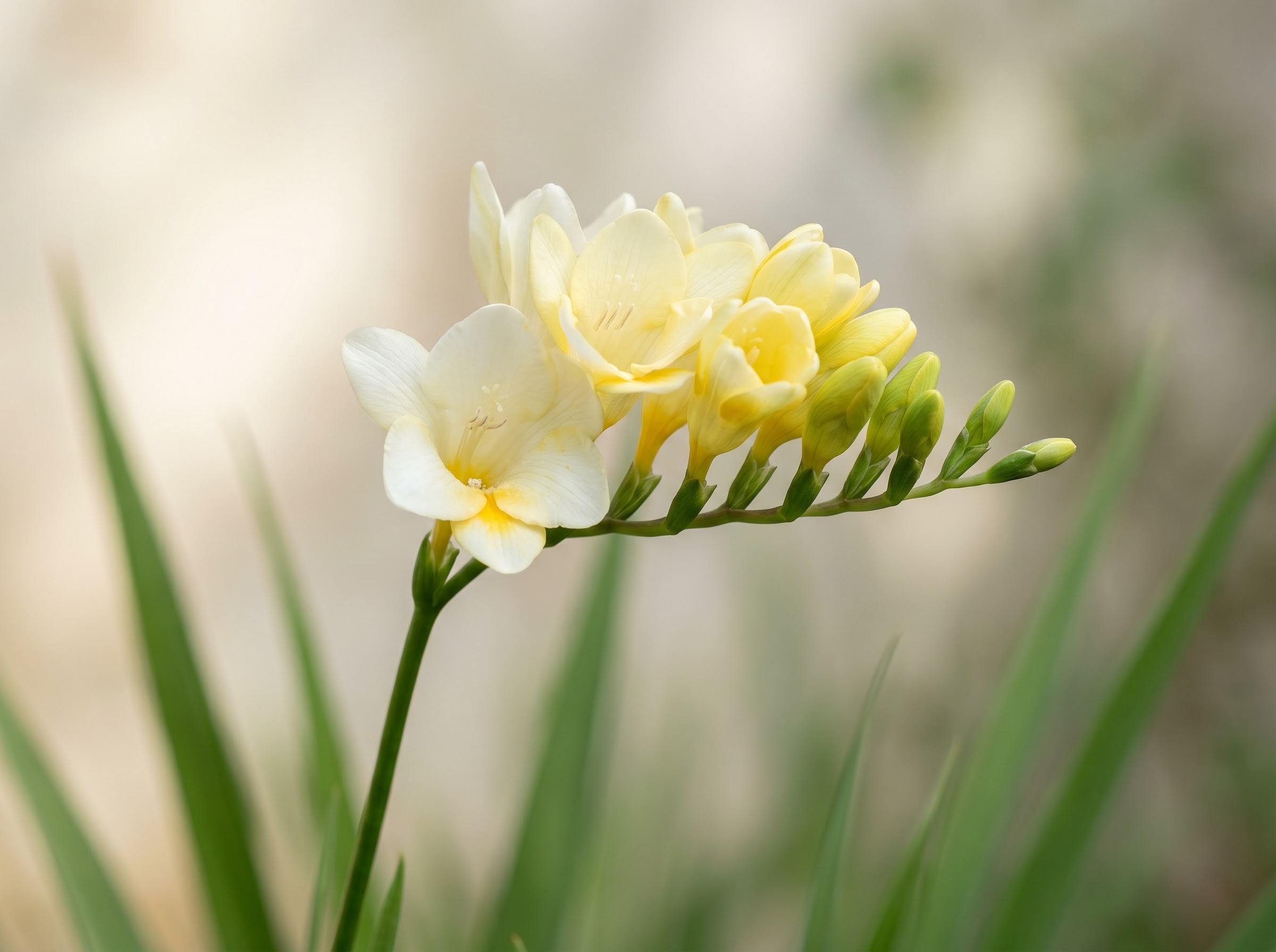Freesia plant with arching stem of fragrant funnel-shaped white and yellow flowers in garden