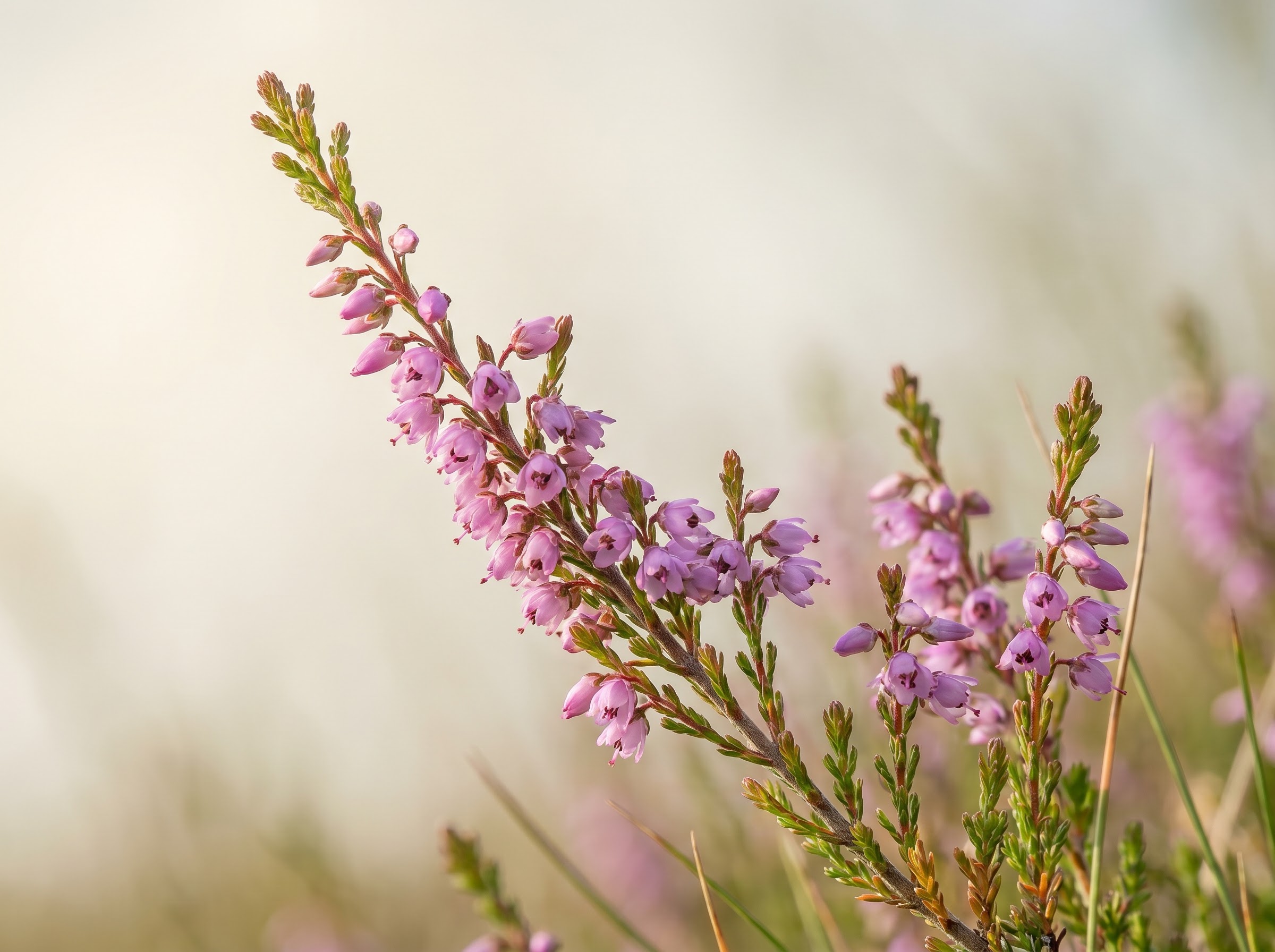 Close-up of purple-pink heather flowers in bloom along a wiry moorland sprig