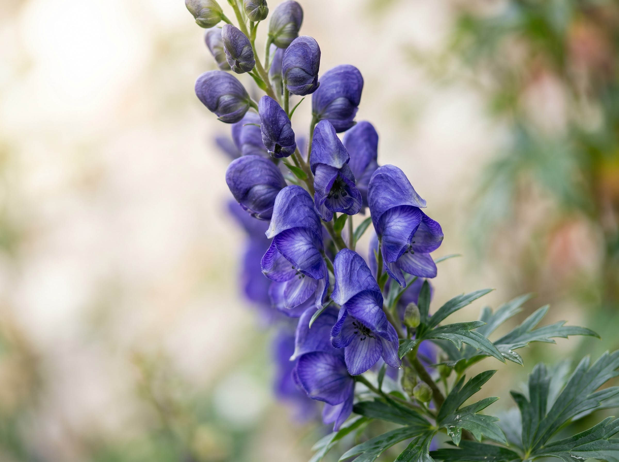 Deep blue-violet Monkshood flower spikes blooming in a soft natural garden border
