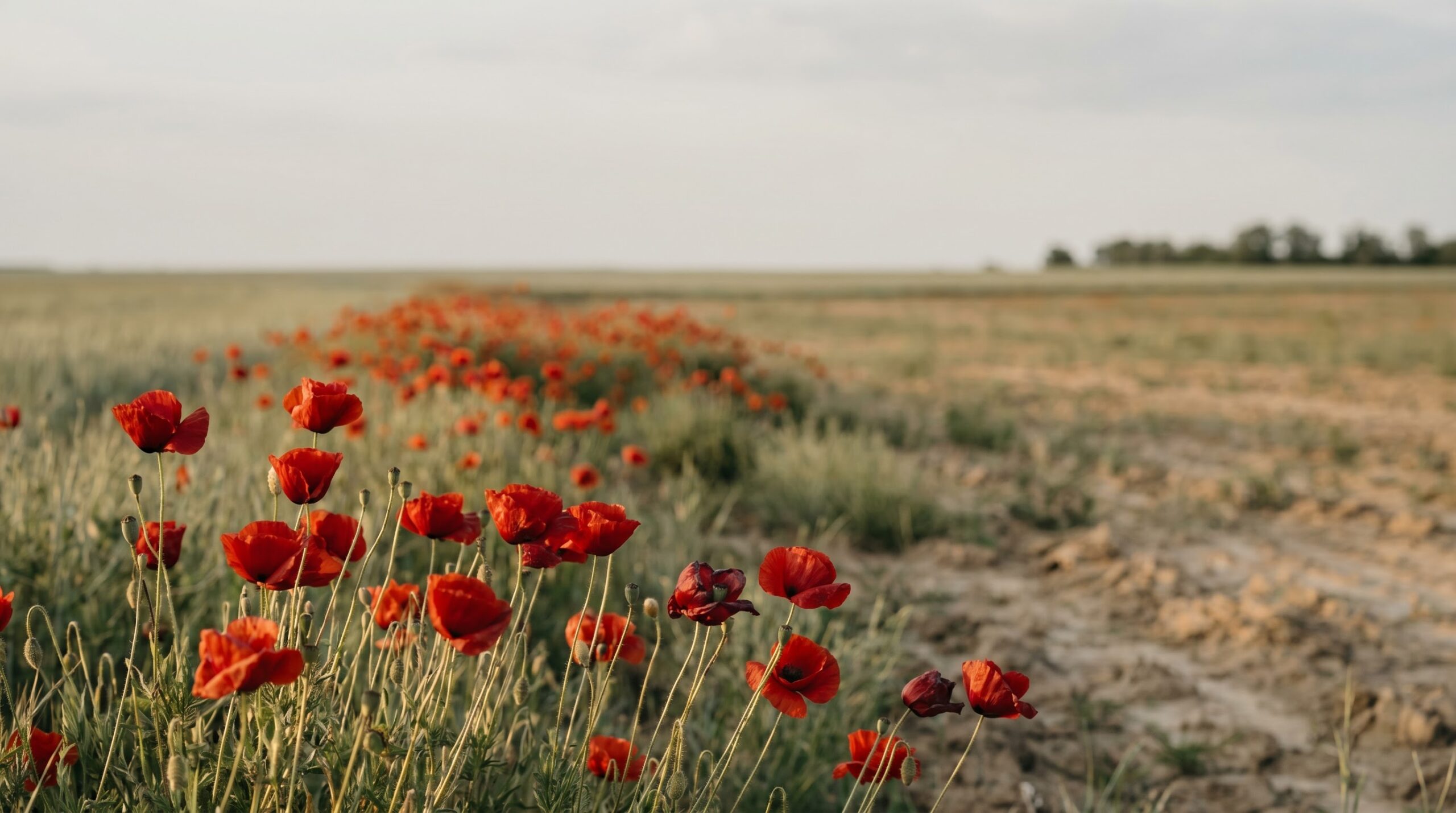 Red poppies blooming across an open field evoking the Flanders memorial poppy origin