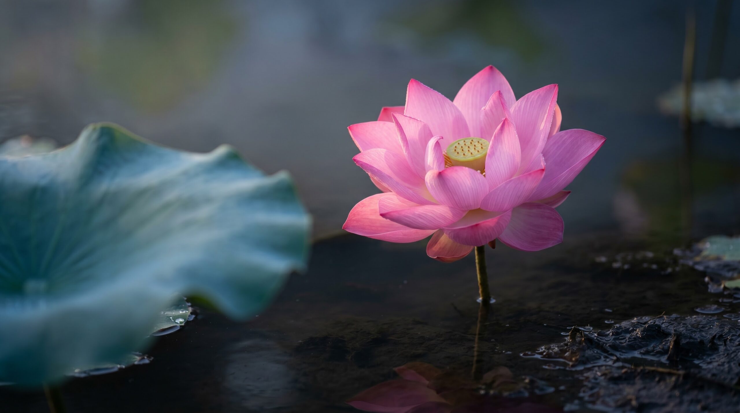 Pink sacred lotus rising clean above dark pond water at dawn, central spiritual flower symbol