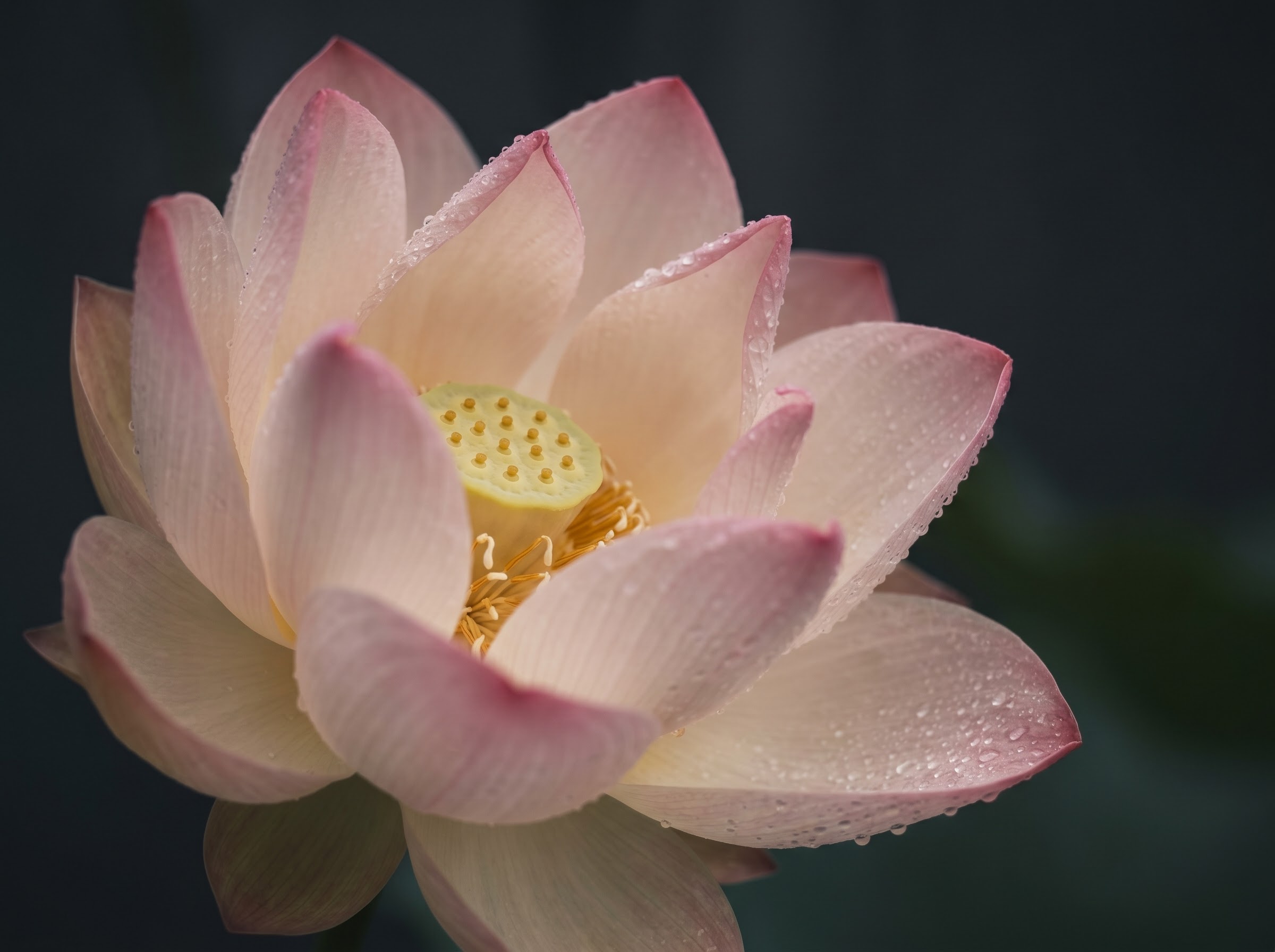 Open lotus with unfolding petals symbolizing enlightenment and the opening of the soul in Buddhism