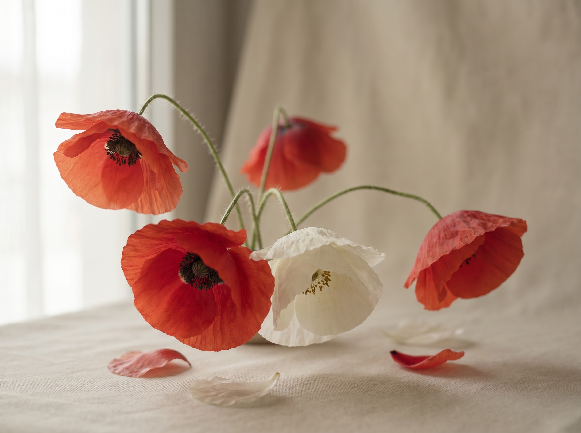 Red poppies with one white poppy evoking remembrance restful sleep and consolation, not death