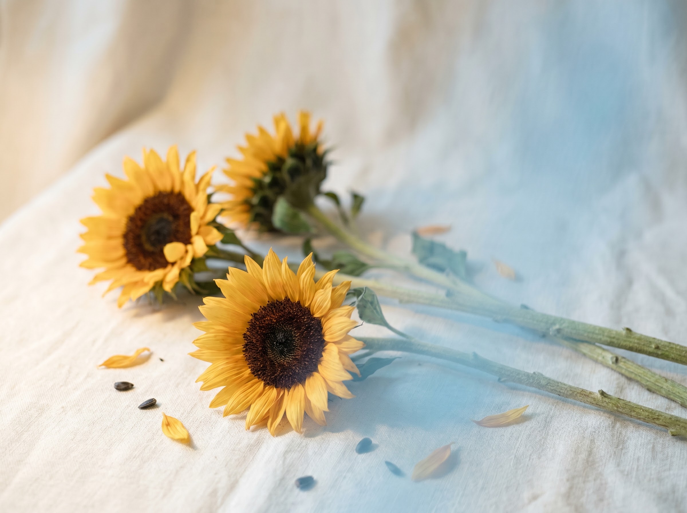 Sunflowers in blue and yellow light evoking Ukraine's symbol of solidarity and peace