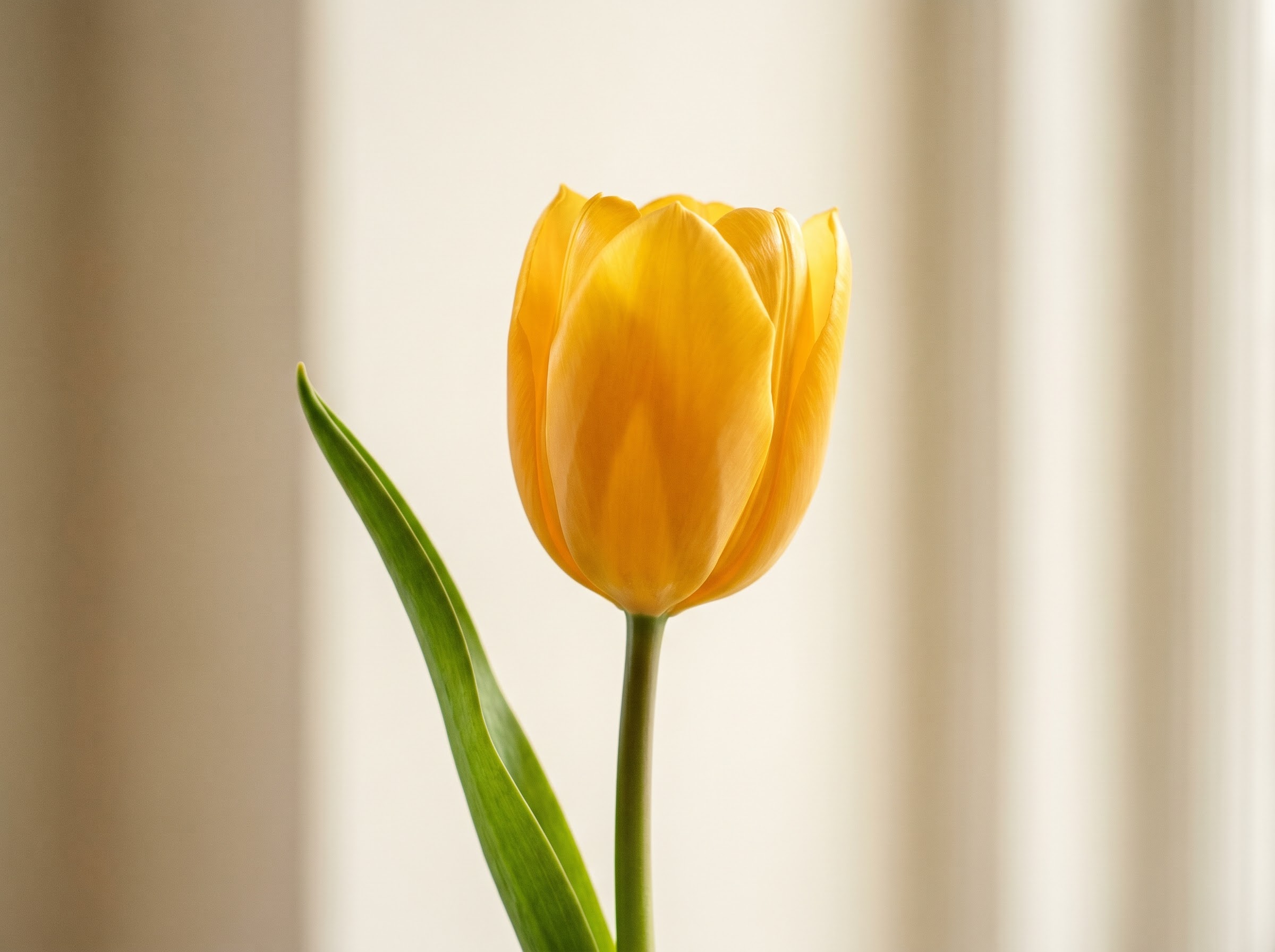 A single yellow tulip alone, the colour that shifted from hopeless love to cheerful sunshine