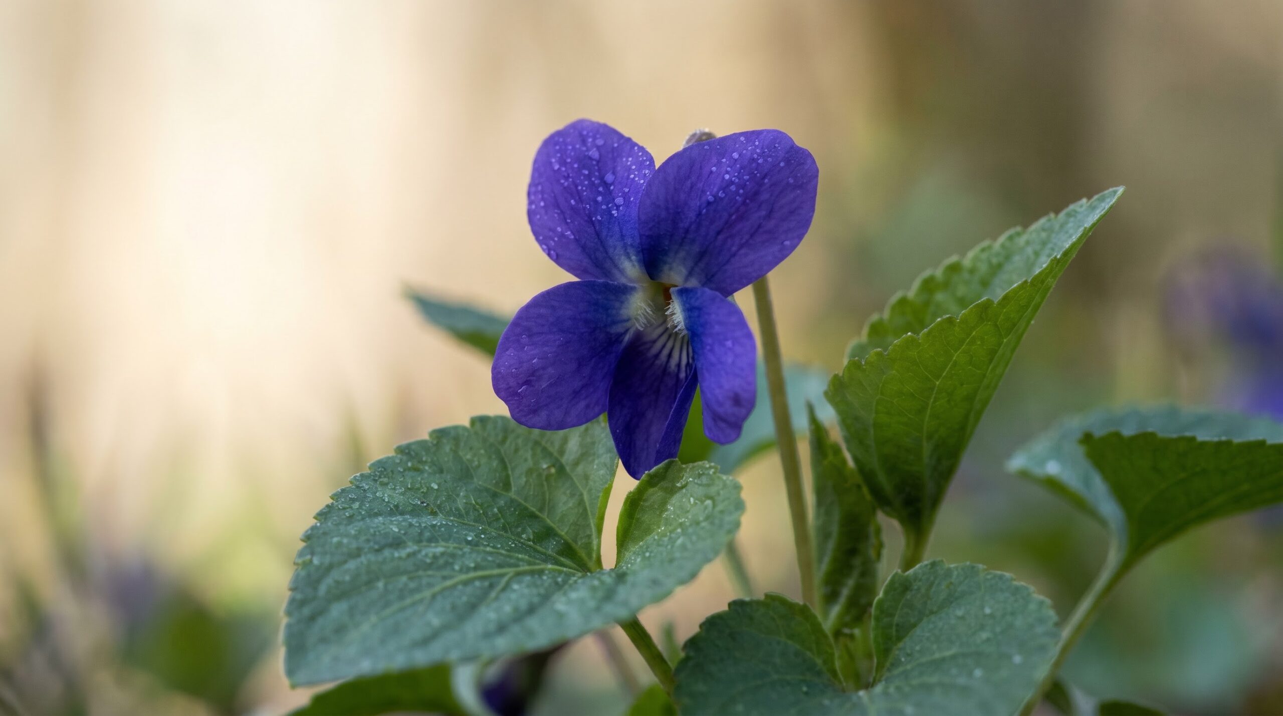 Close-up of a purple sweet violet bloom among heart-shaped leaves in soft spring light