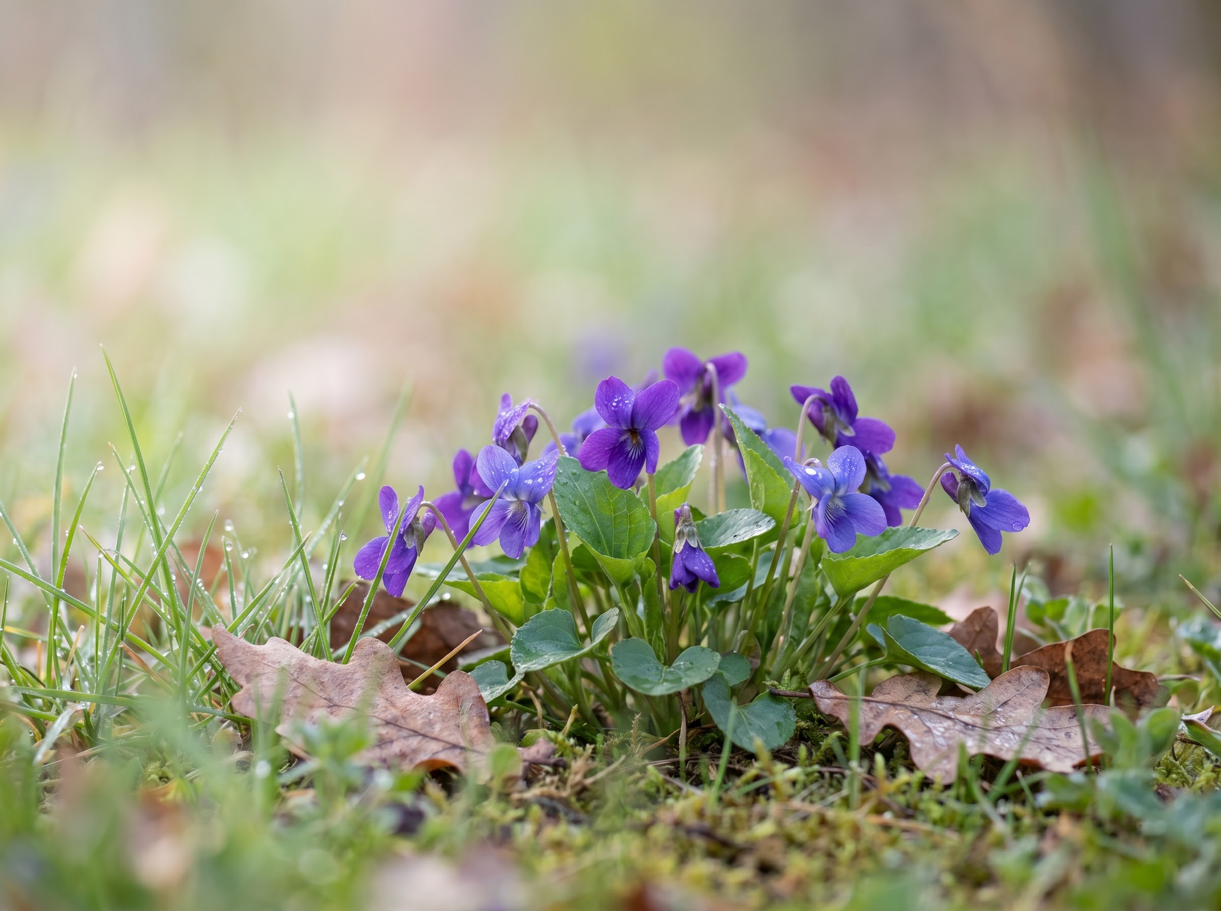 Wild violets blooming low to the ground in early spring, the February birth flower