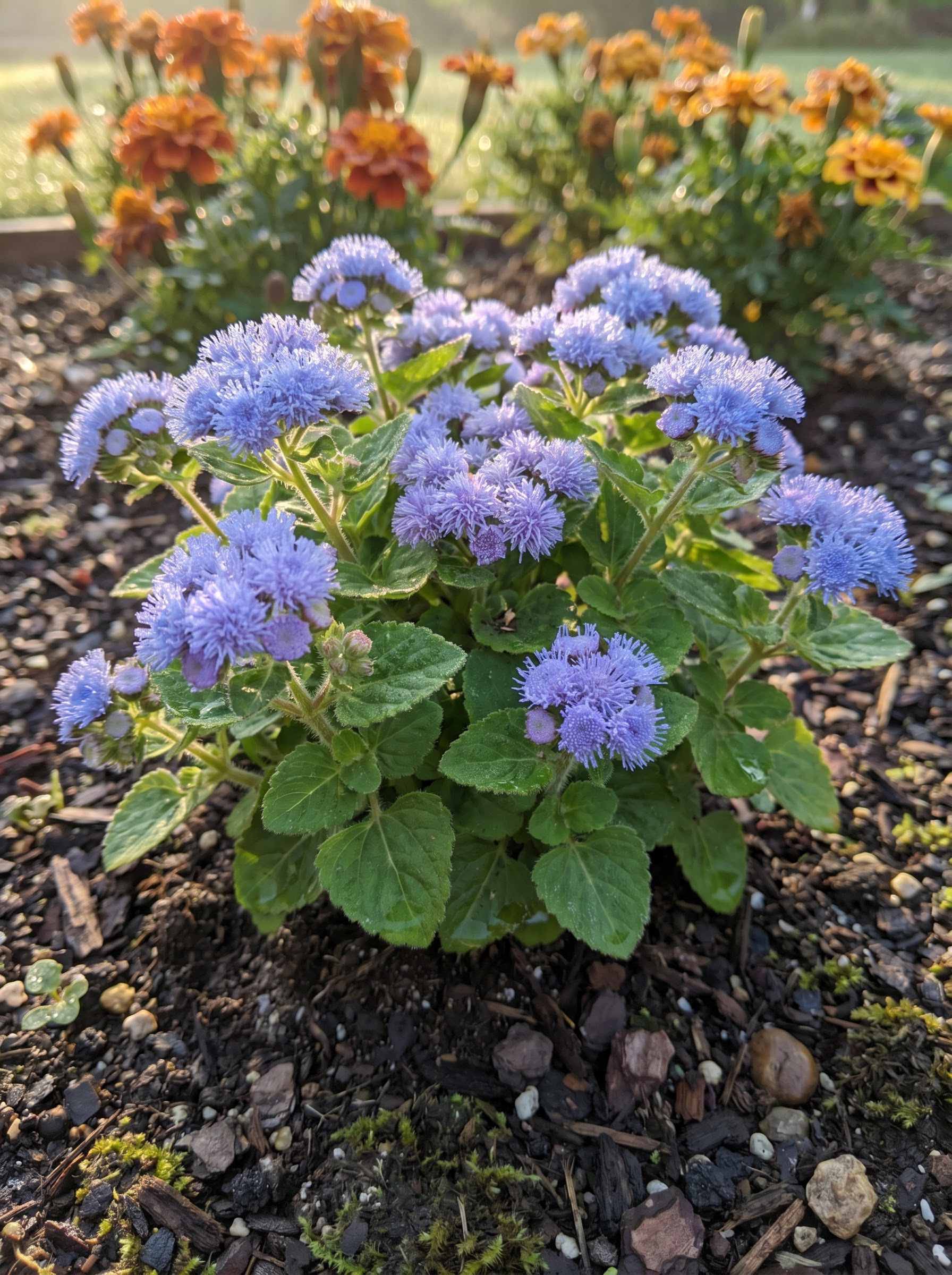 Fuzzy powder-blue ageratum flower clusters with dew-covered leaves in a summer garden bed