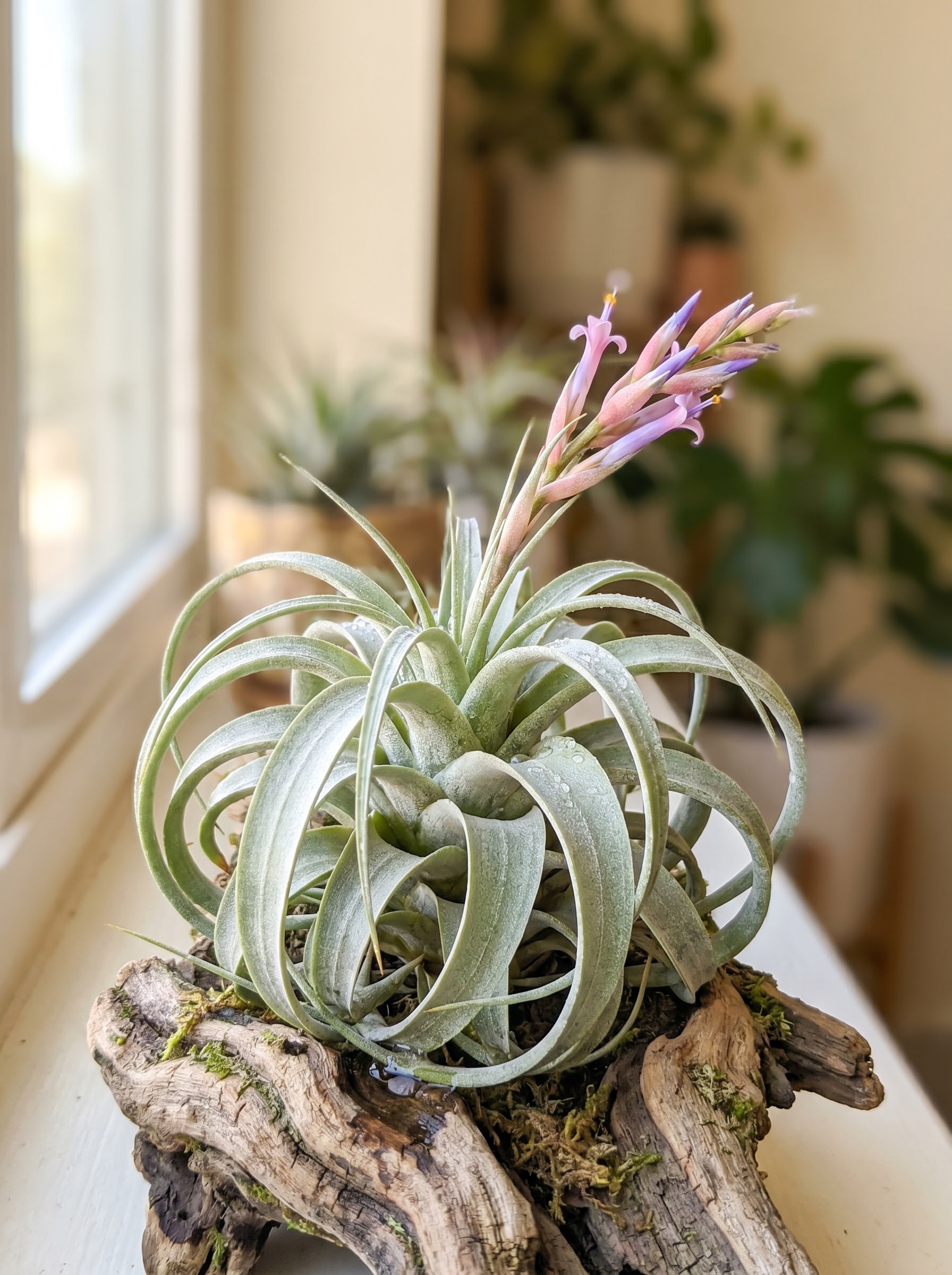 Silvery curling Tillandsia air plant rosette with a small pink violet flower spike.
