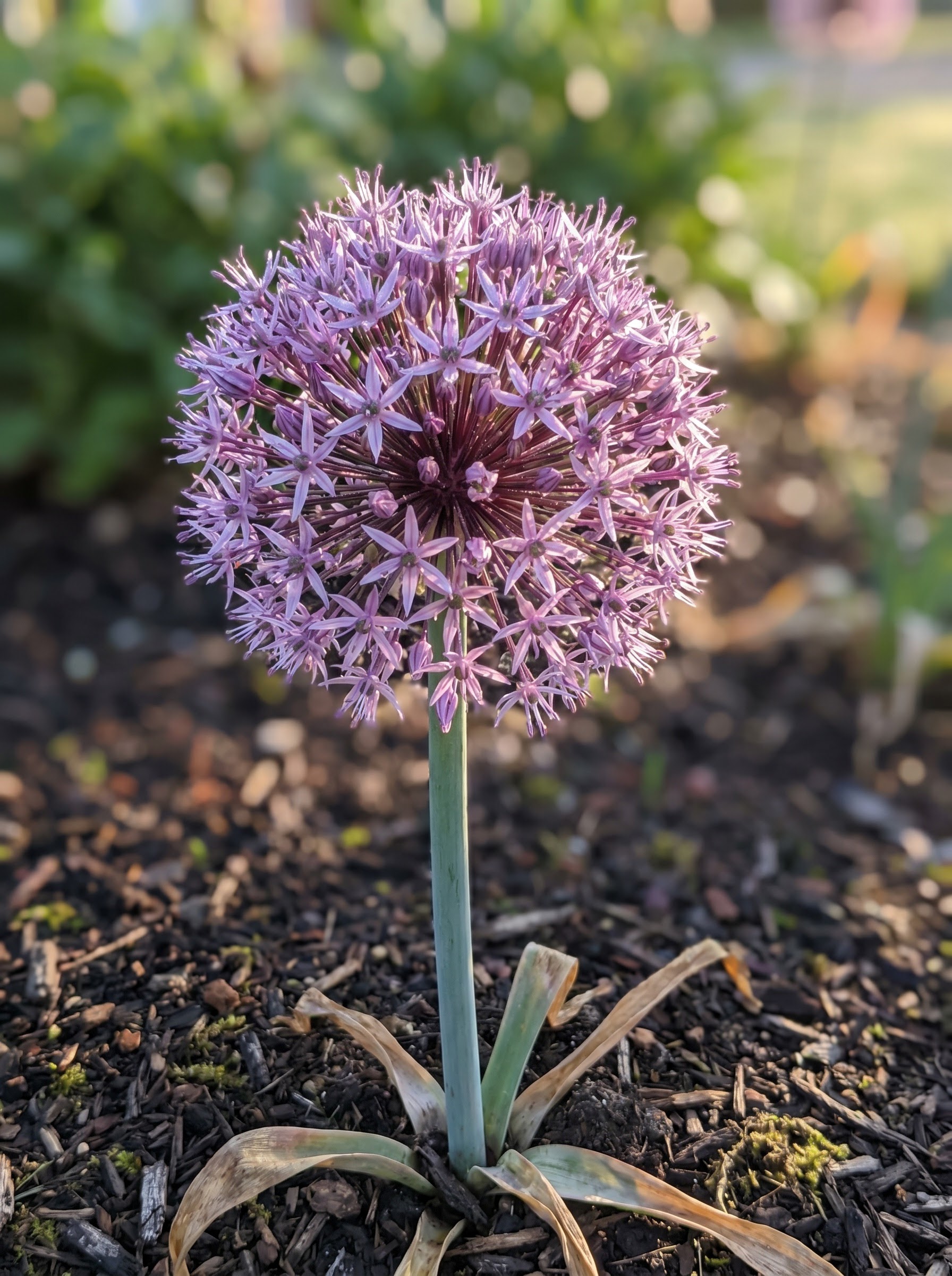 Purple allium 'Globemaster' with a perfect spherical flower head of star-shaped florets in a garden.