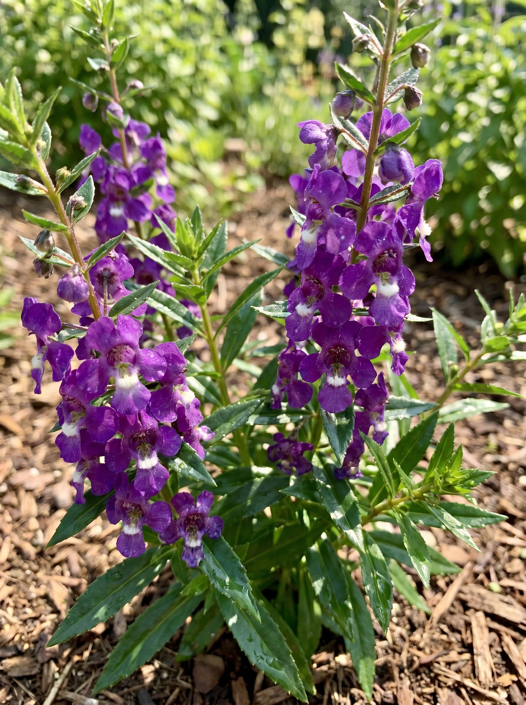 Purple and white Angelonia summer snapdragon flower spikes with narrow glossy green leaves.