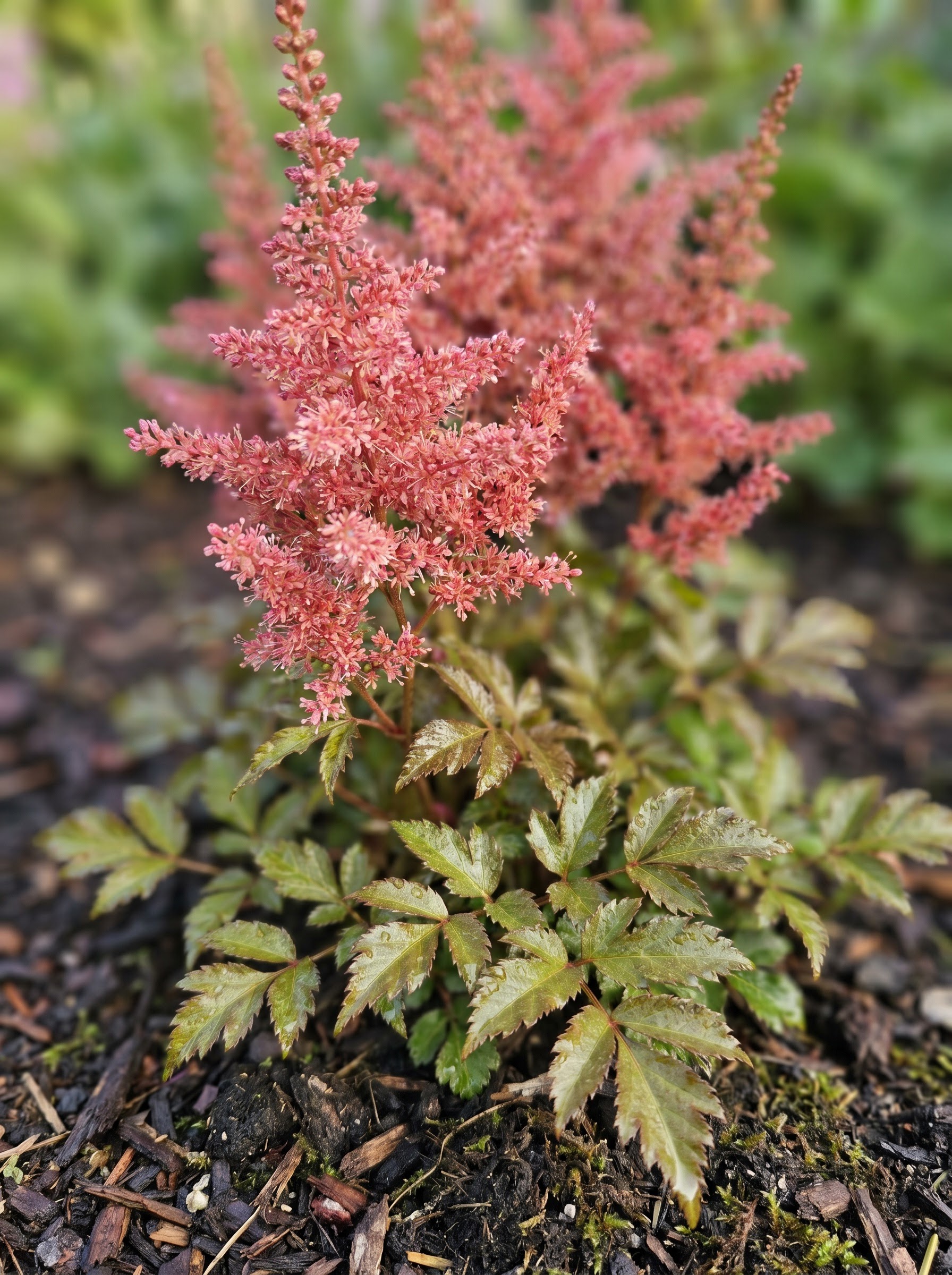 Astilbe with a dense feathery pink flower plume above glossy bronze-green fern-like foliage.