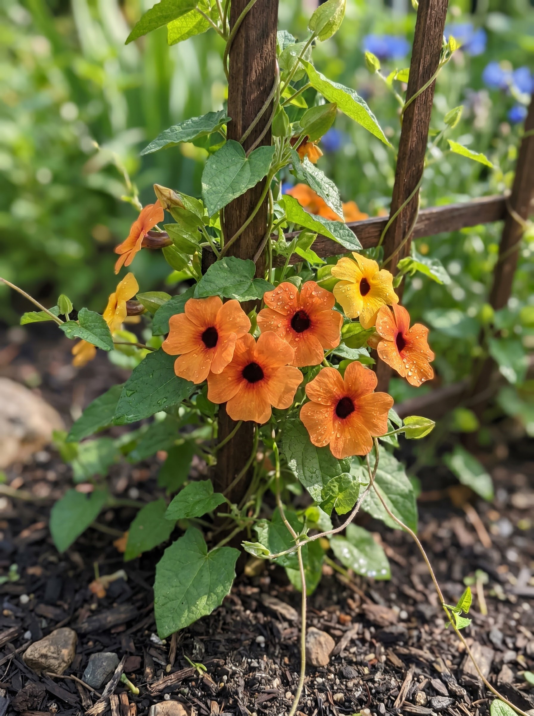 Black-eyed Susan vine with orange trumpet flowers, dark centers, and heart-shaped green leaves on a trellis