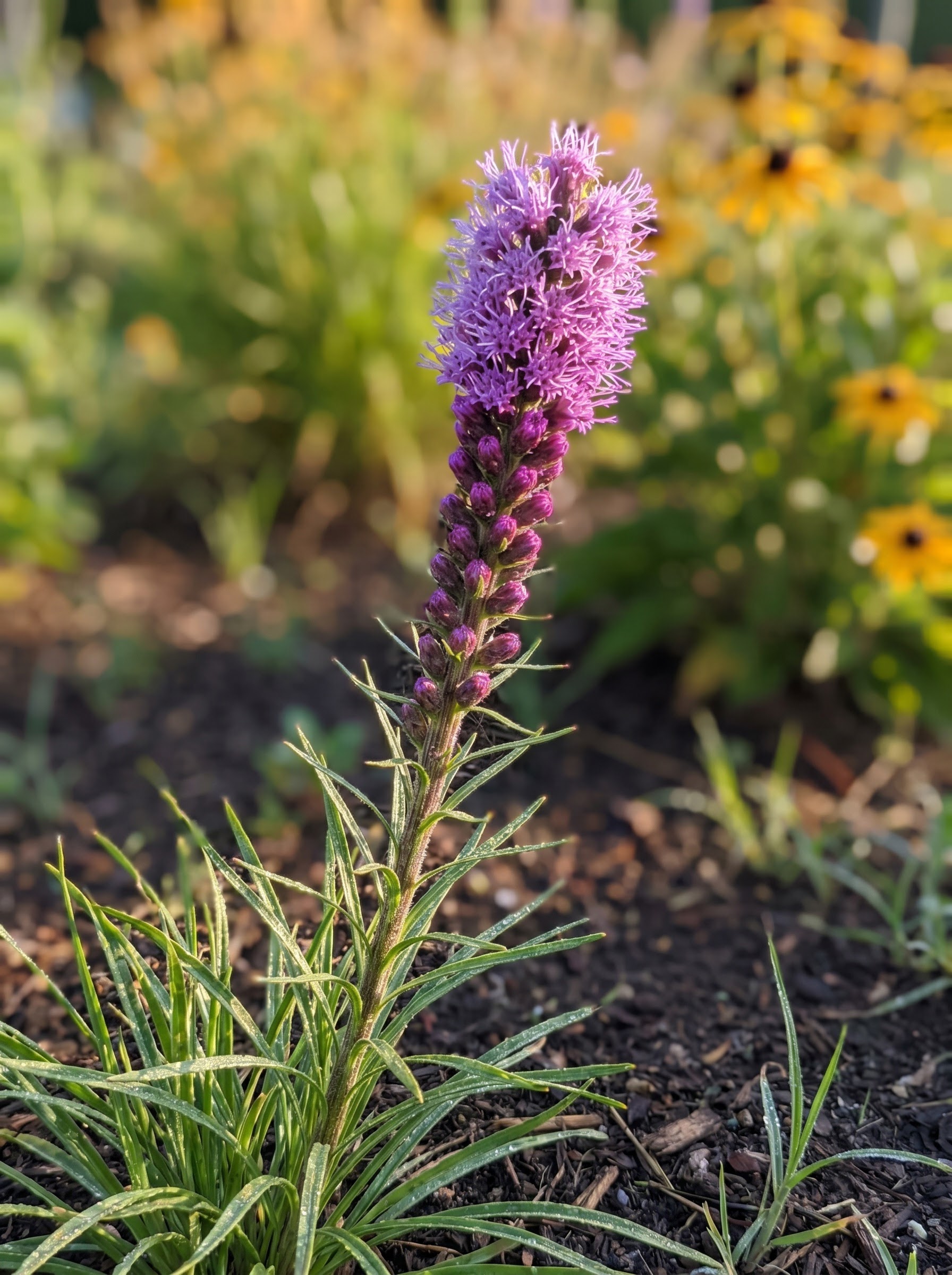 Purple blazing star flower spike blooming top-down in a sunny garden border