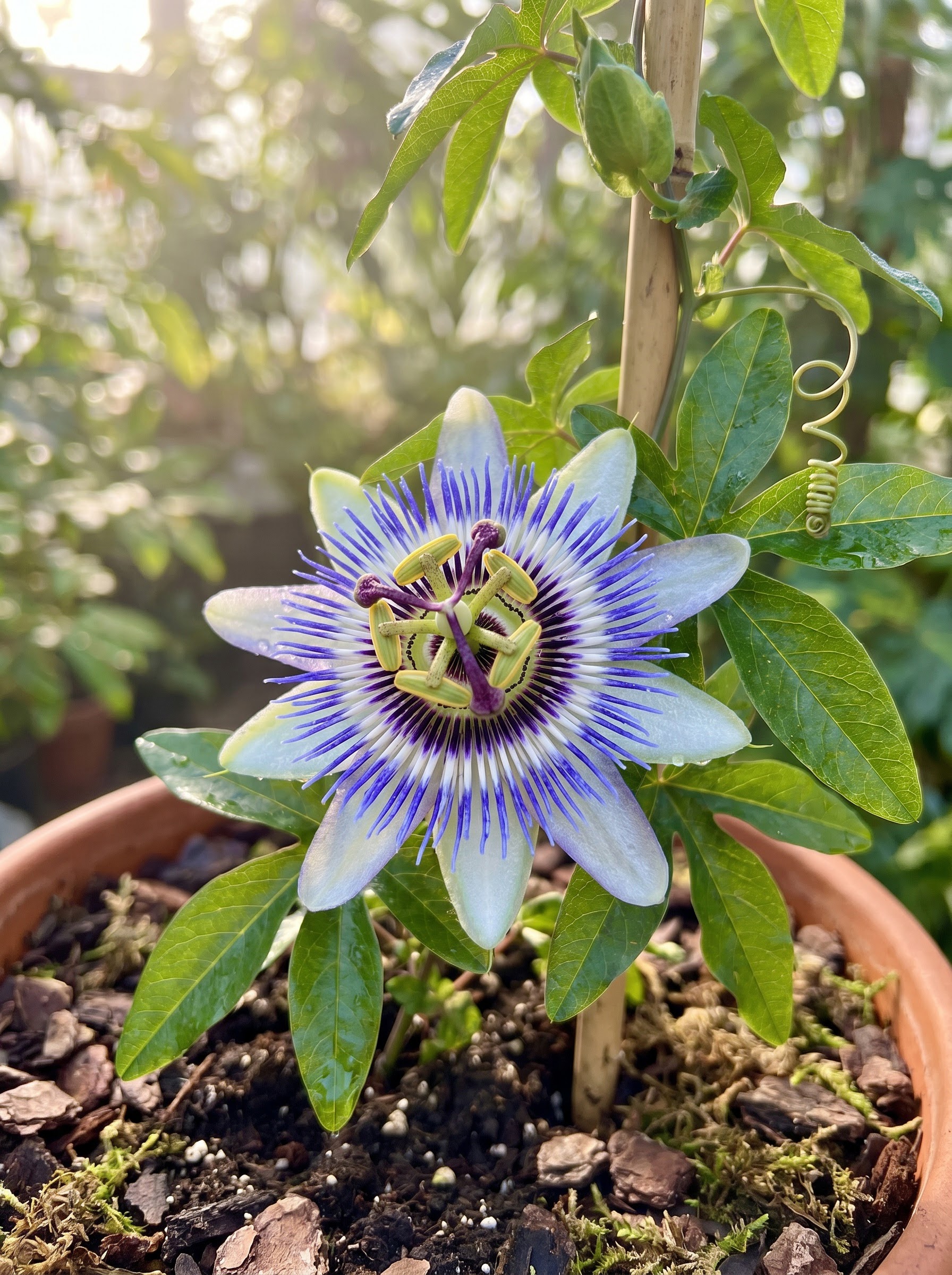 Blue passionflower with intricate violet corona filaments on a glossy climbing vine