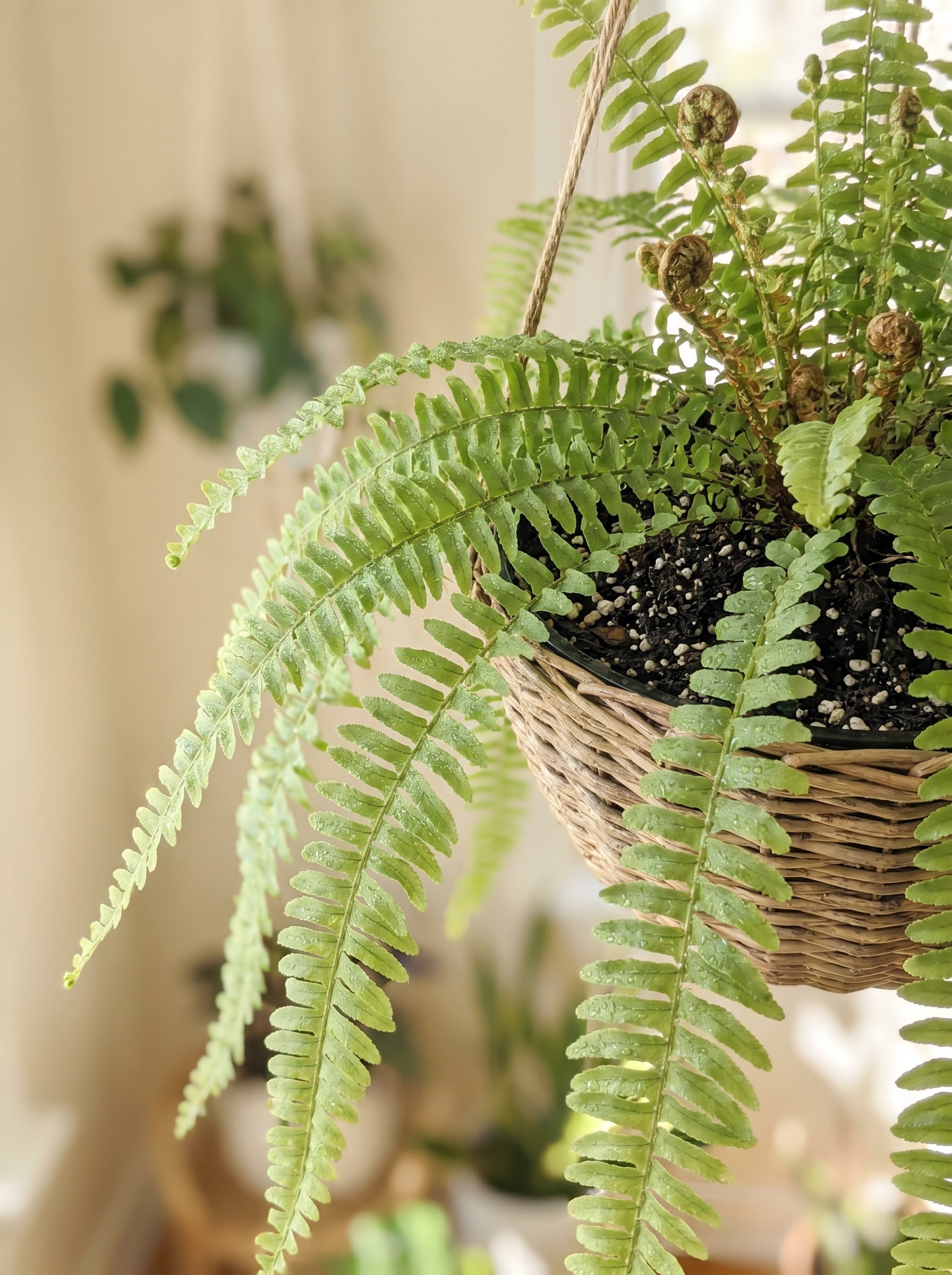 Boston fern with feathery arching fronds cascading in soft green from a planter